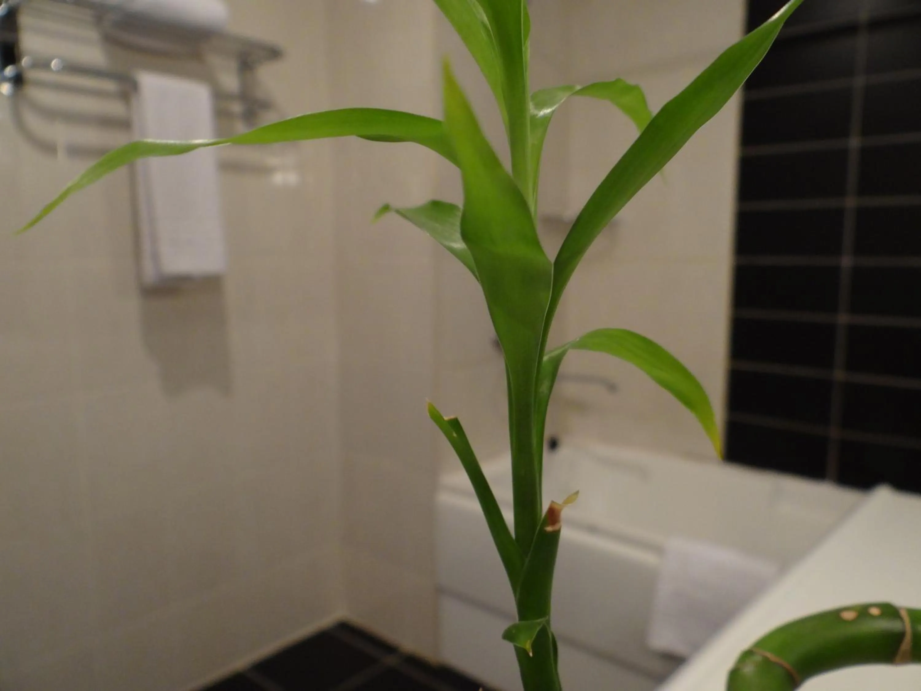 Decorative detail in Le Grande Plaza Hotel