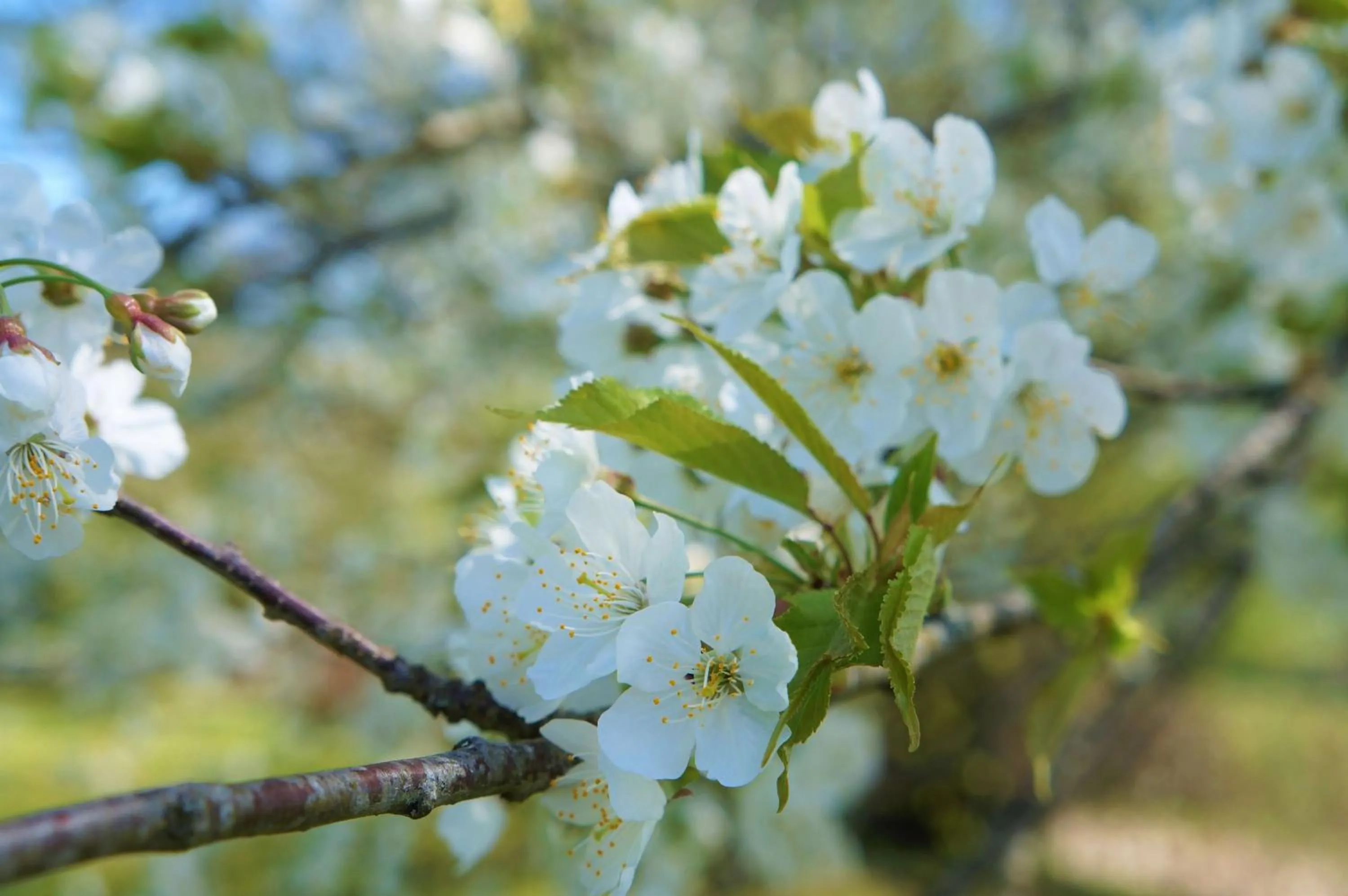 Spring in B&B Les Tranchées