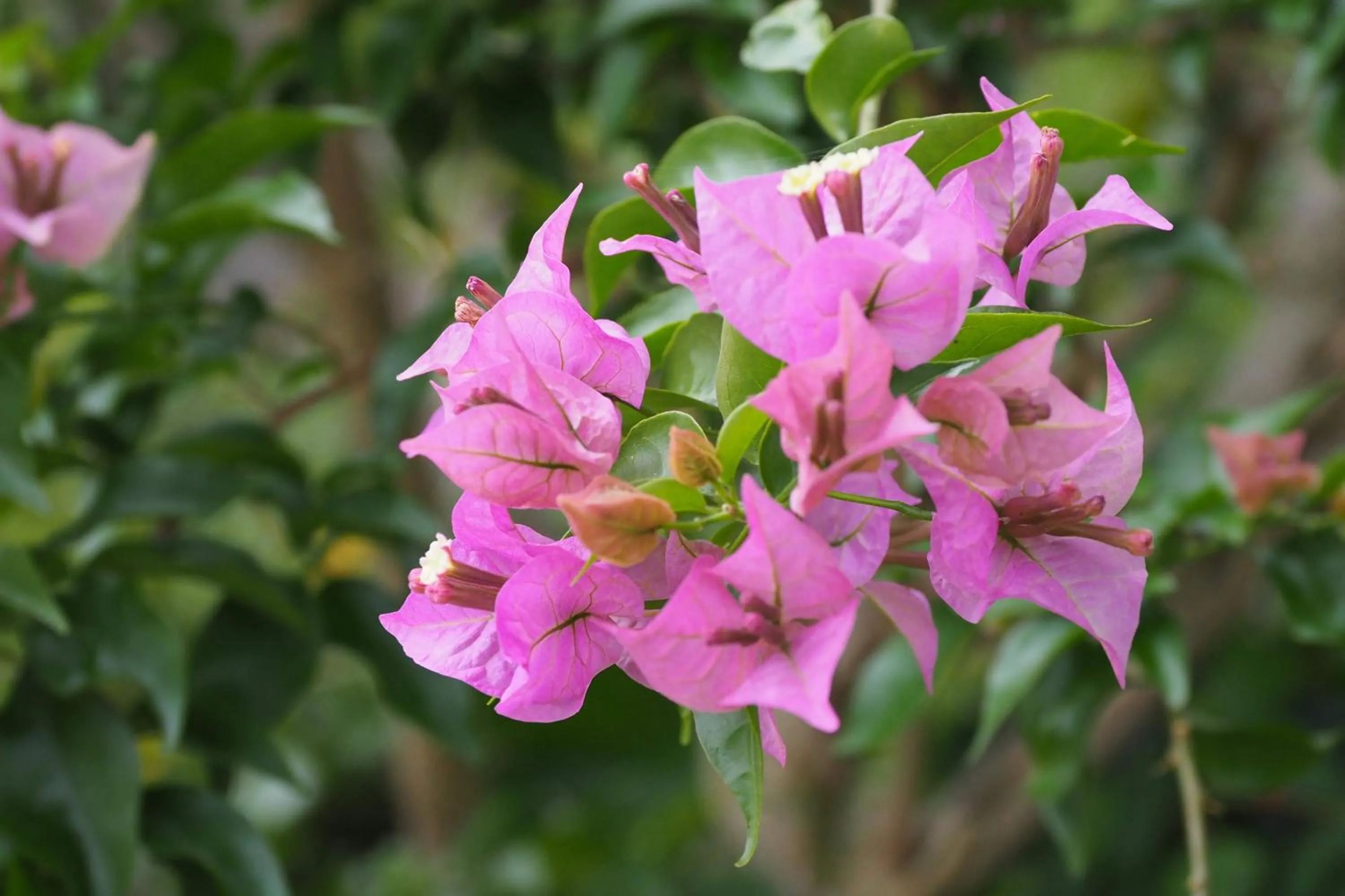 Garden in Yakushima Green Hotel