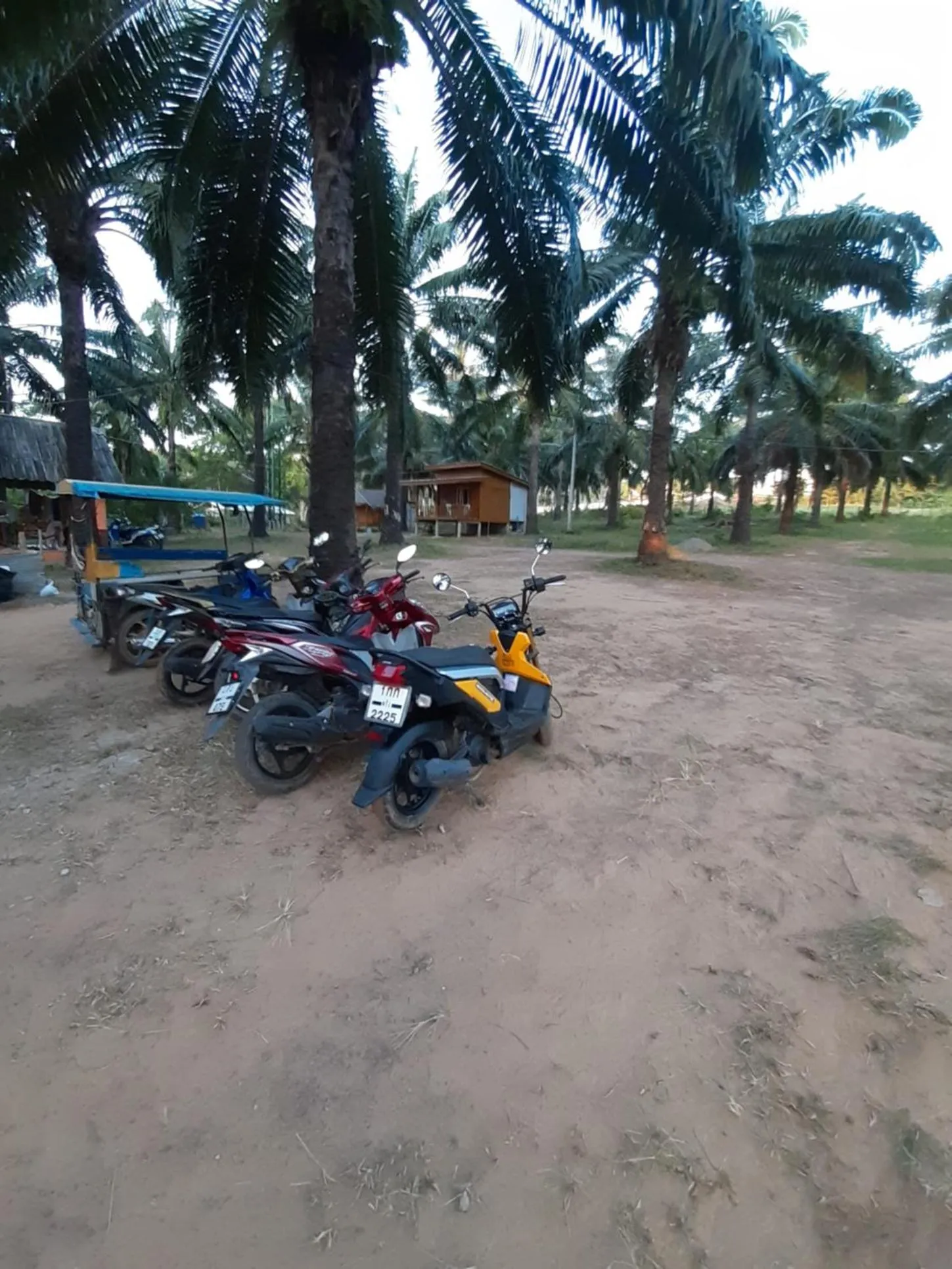 Activities in Som PalmGarden