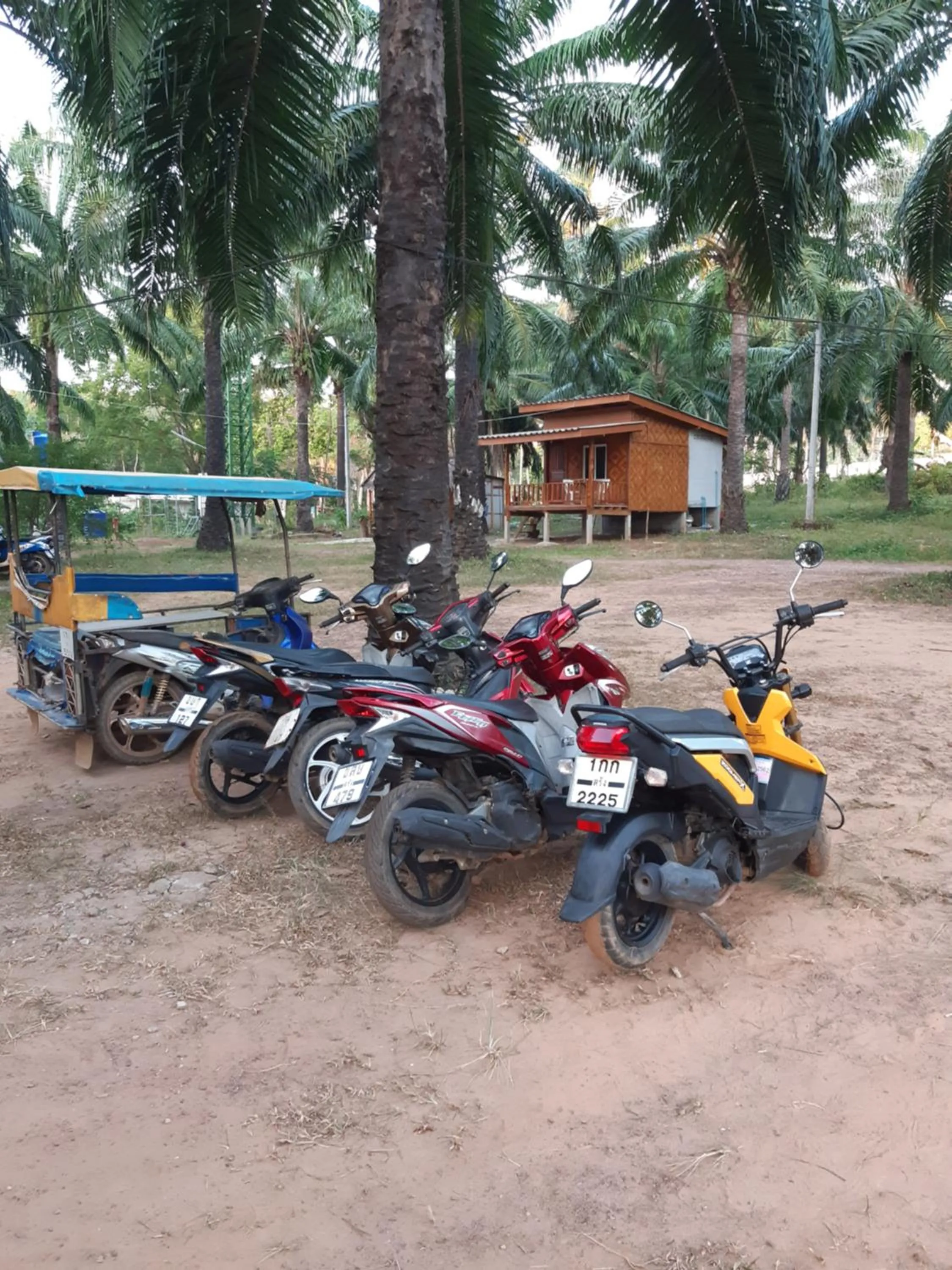 Activities in Som PalmGarden