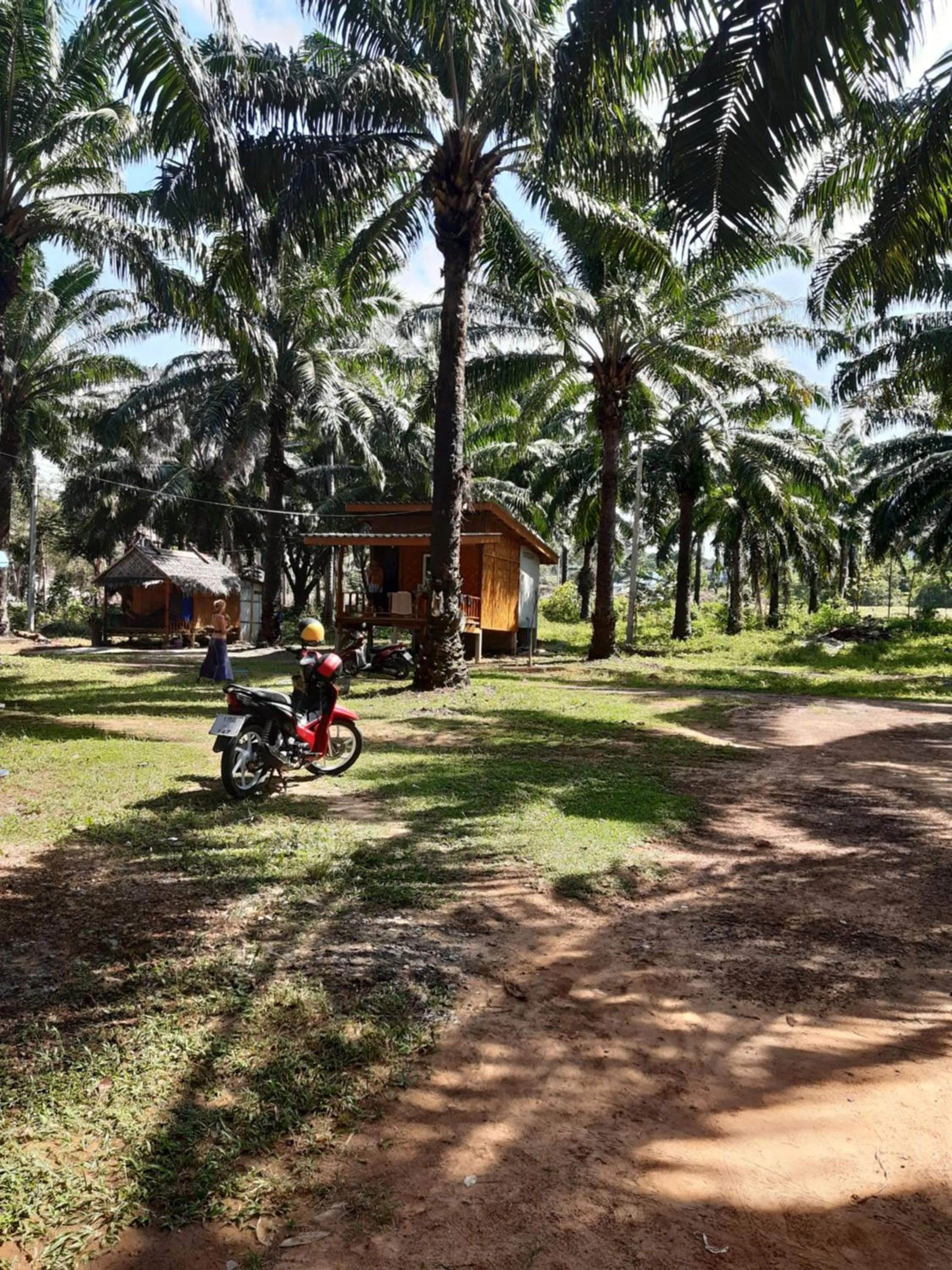 Garden in Som PalmGarden