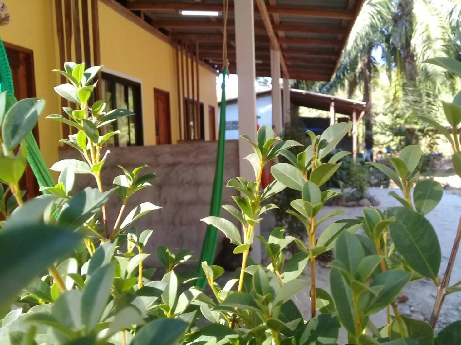 Other in Som PalmGarden