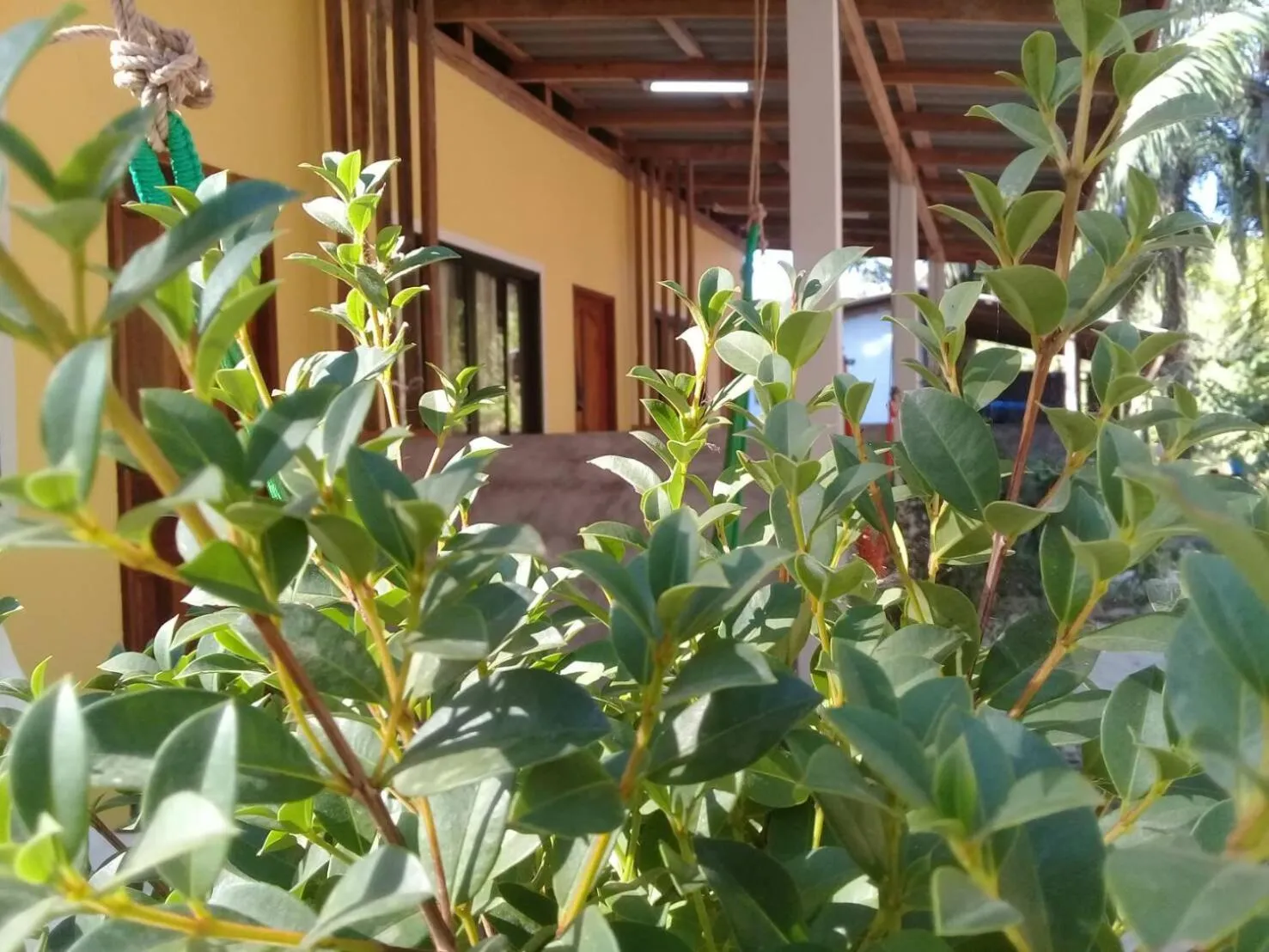 Other in Som PalmGarden