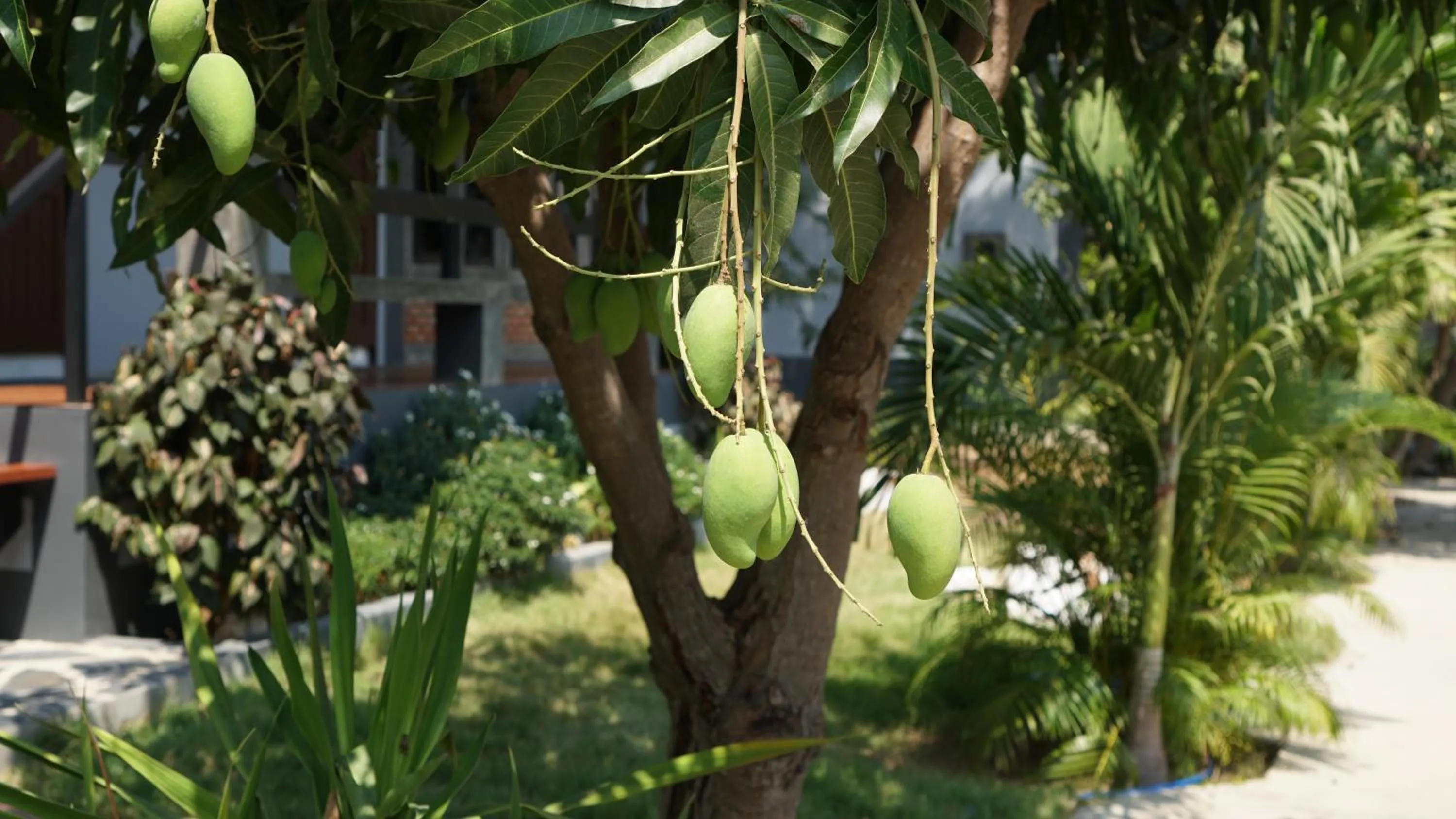 Garden in Midtown Sukhothai