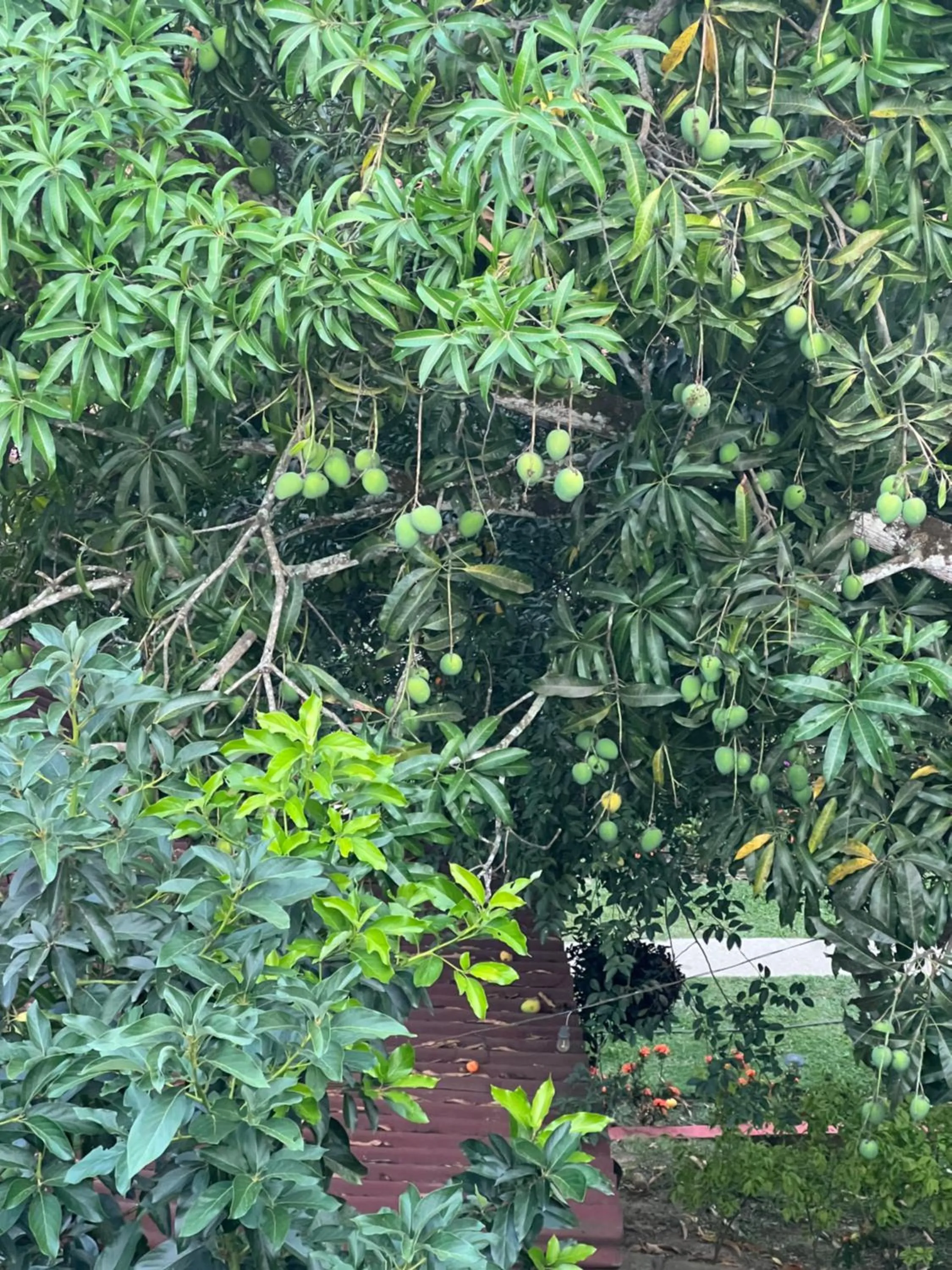 Natural landscape in MINCA Chunuu - glamping - coworking MINCA