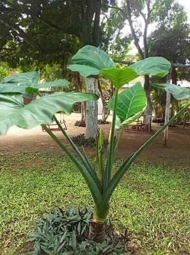 Casa Palagui Colonial