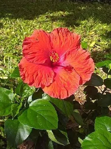 Casa Palagui Colonial