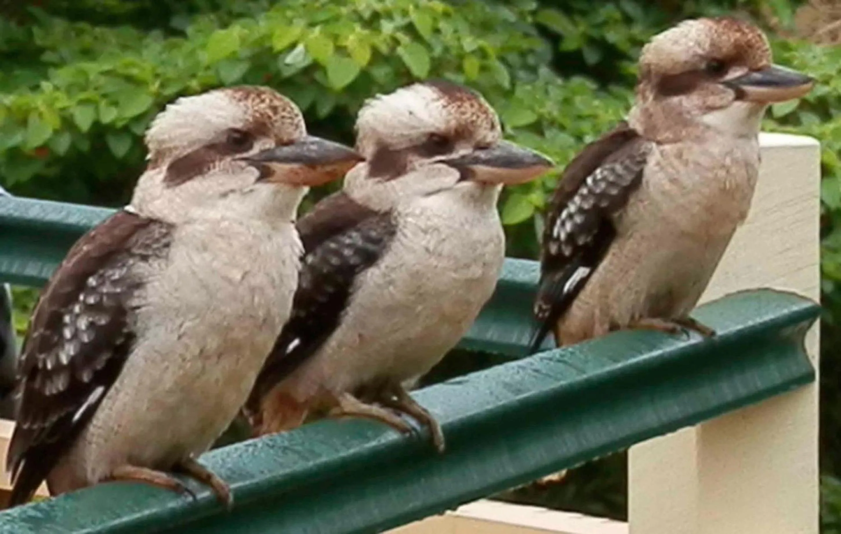 Animals in The Falls Montville