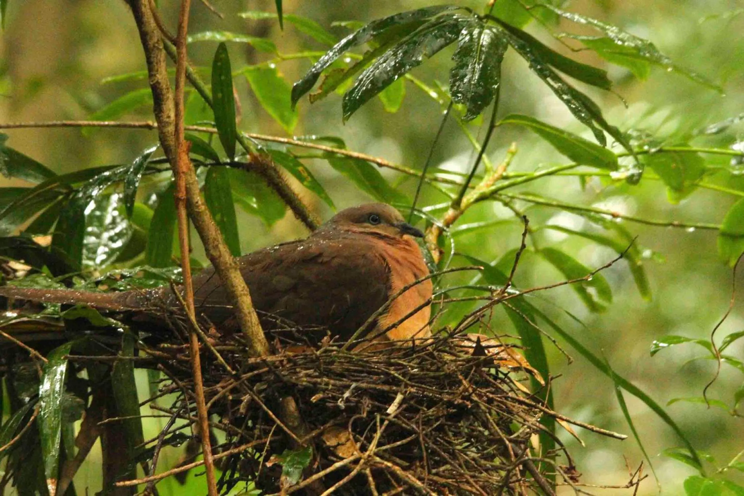 Animals in The Falls Montville