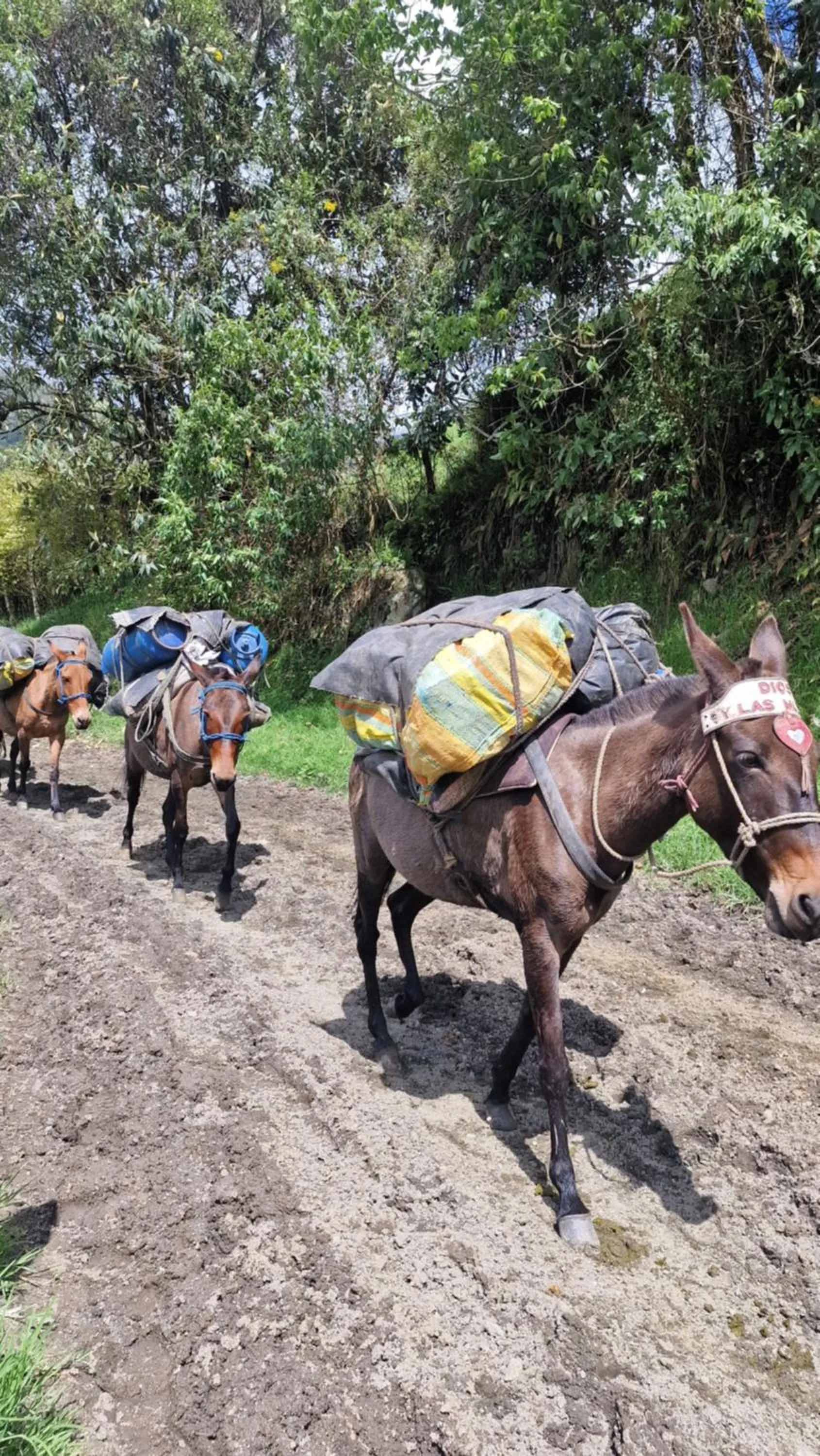 Animals in Hotel La Caracola Salento