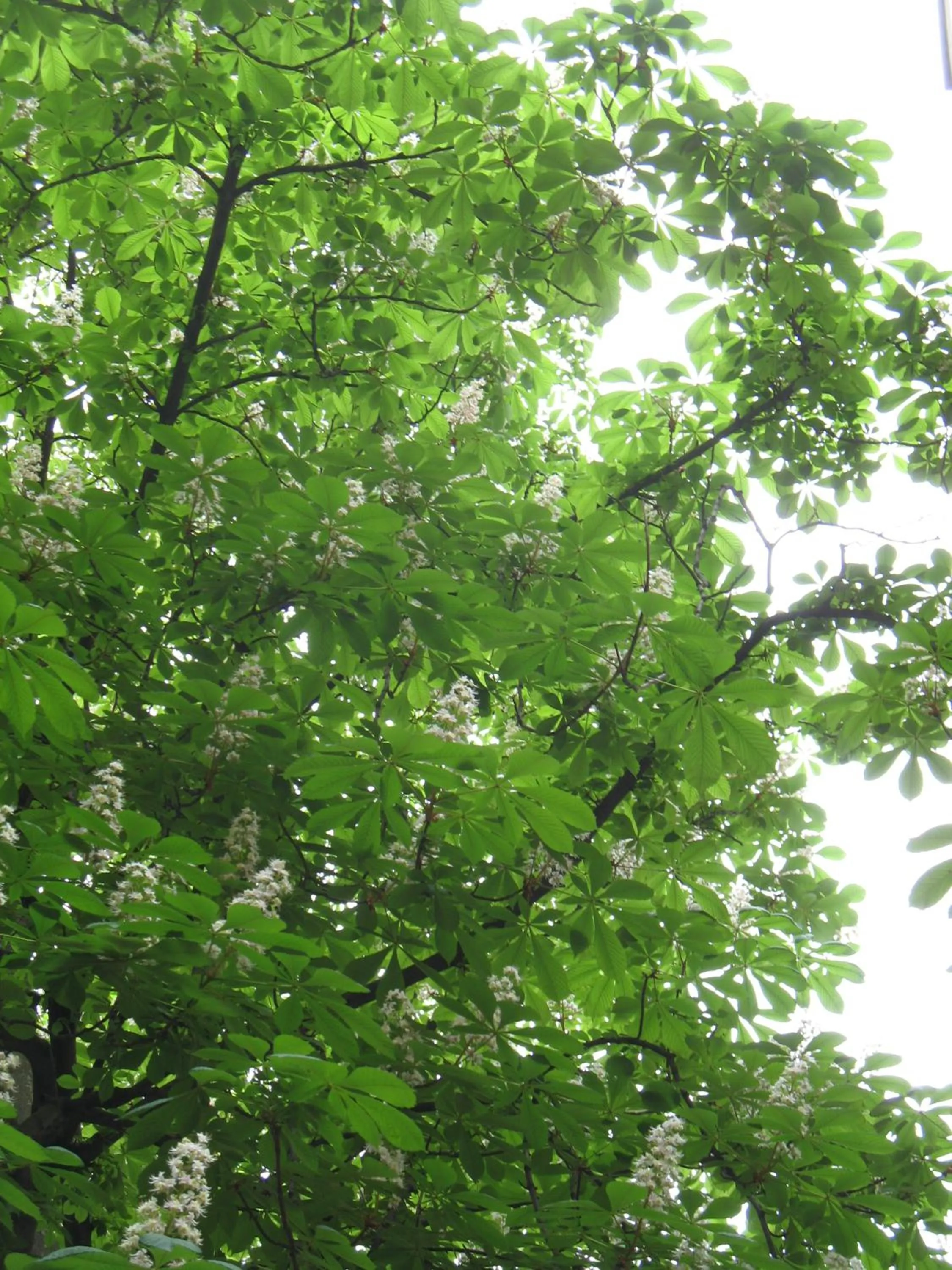 Street view in Castanea Old Town Hostel