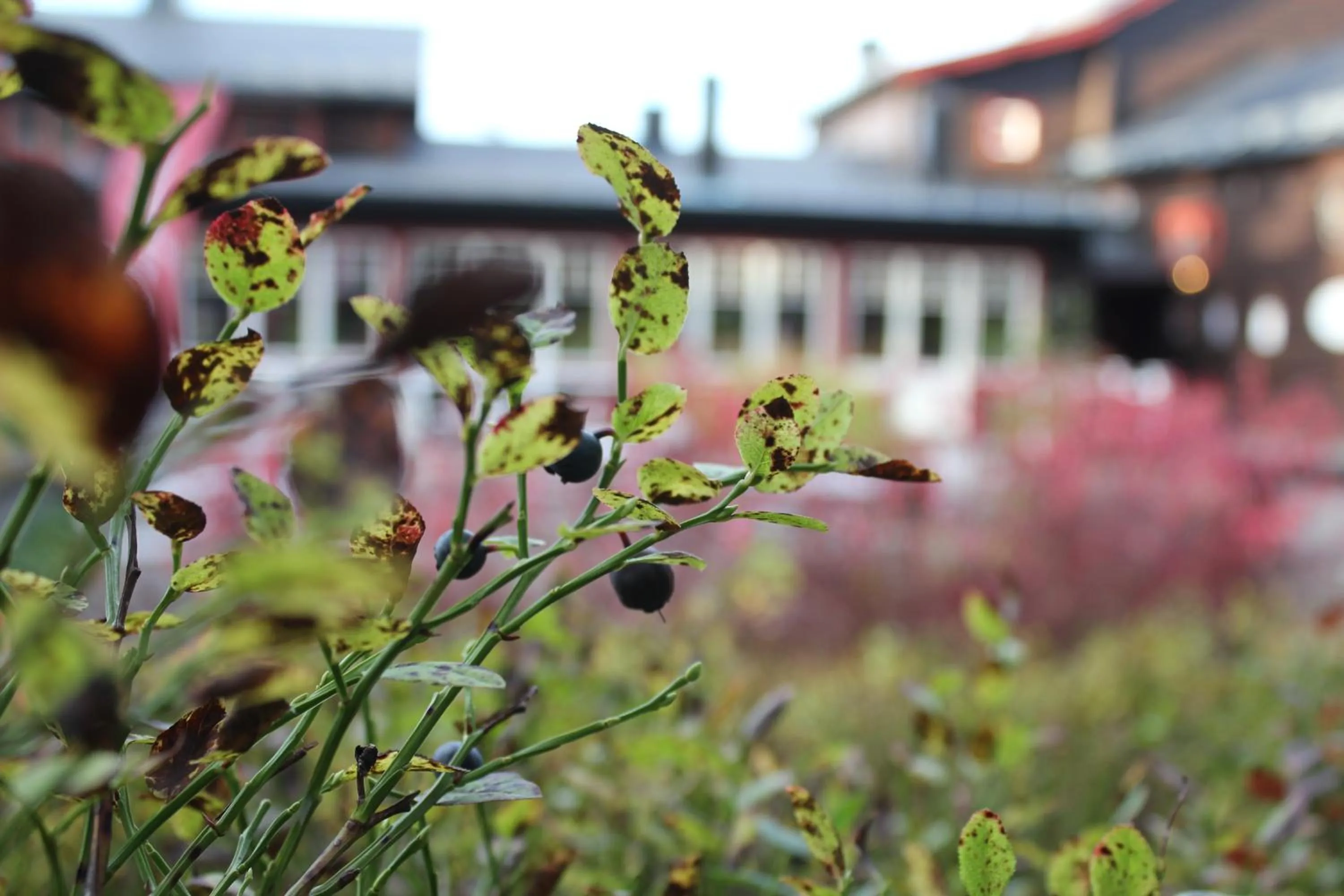 Autumn in Olarsgården Hotell