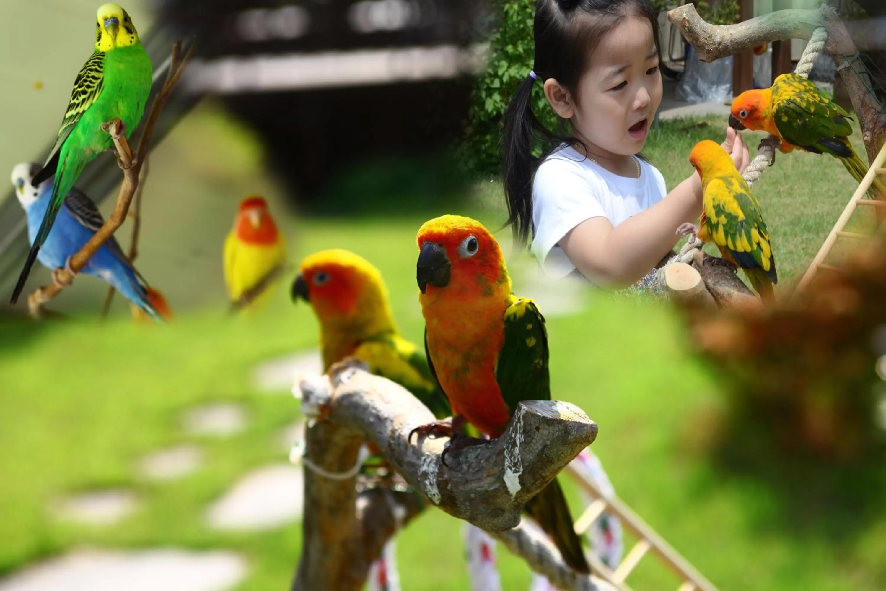 Pets in Forest of Color Pension