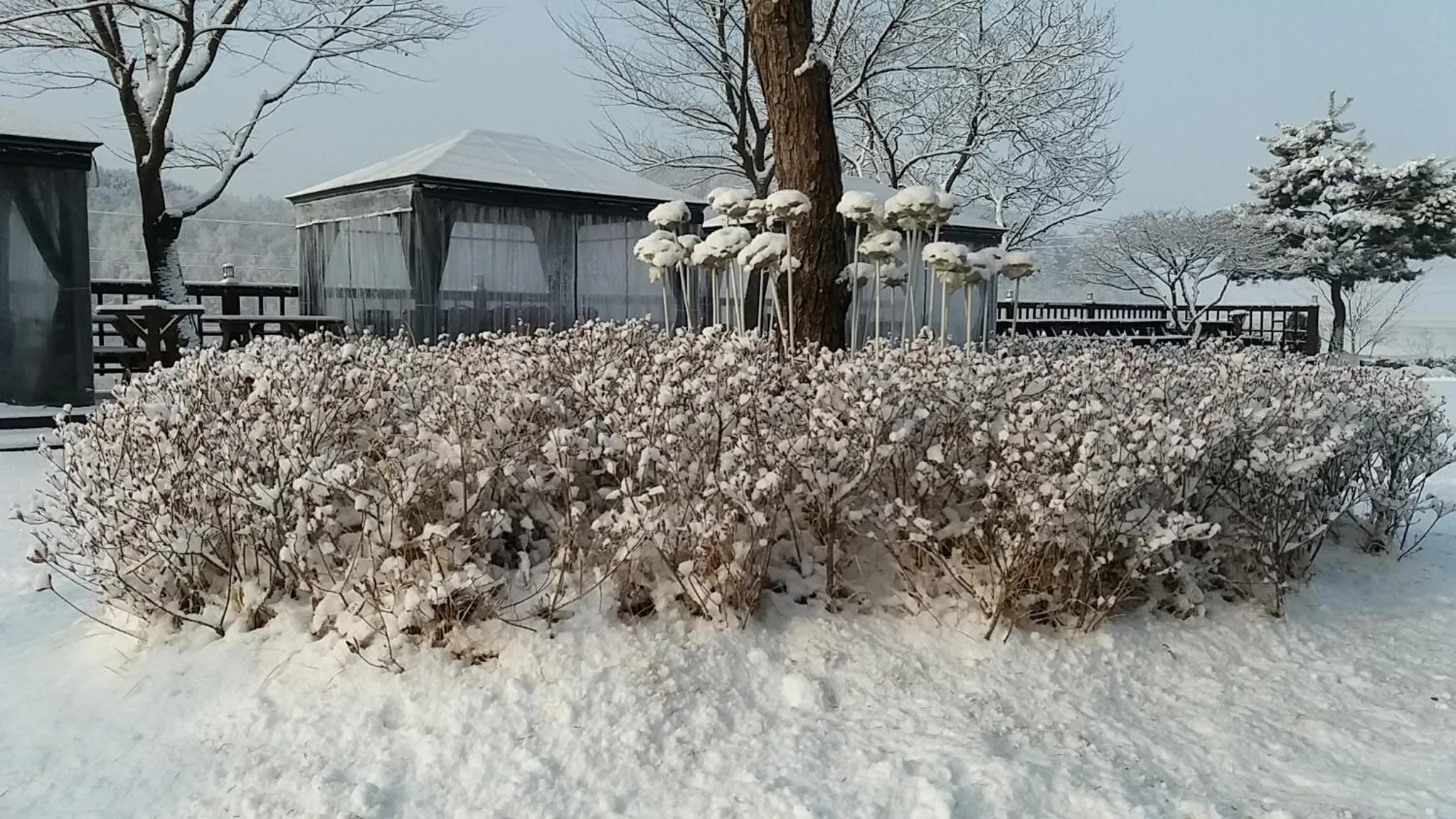 Winter in Forest of Color Pension