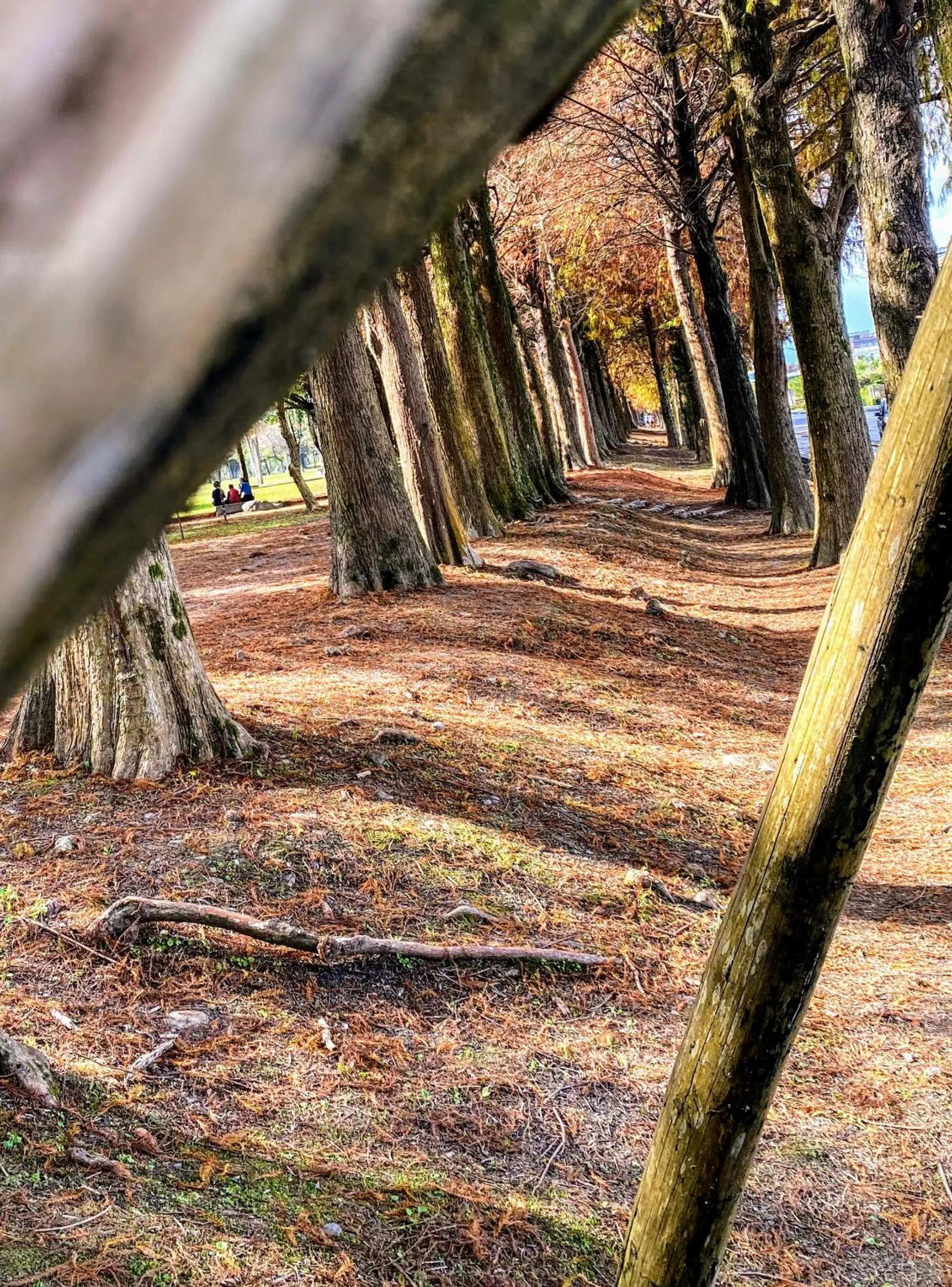Natural landscape in Shire Homestay