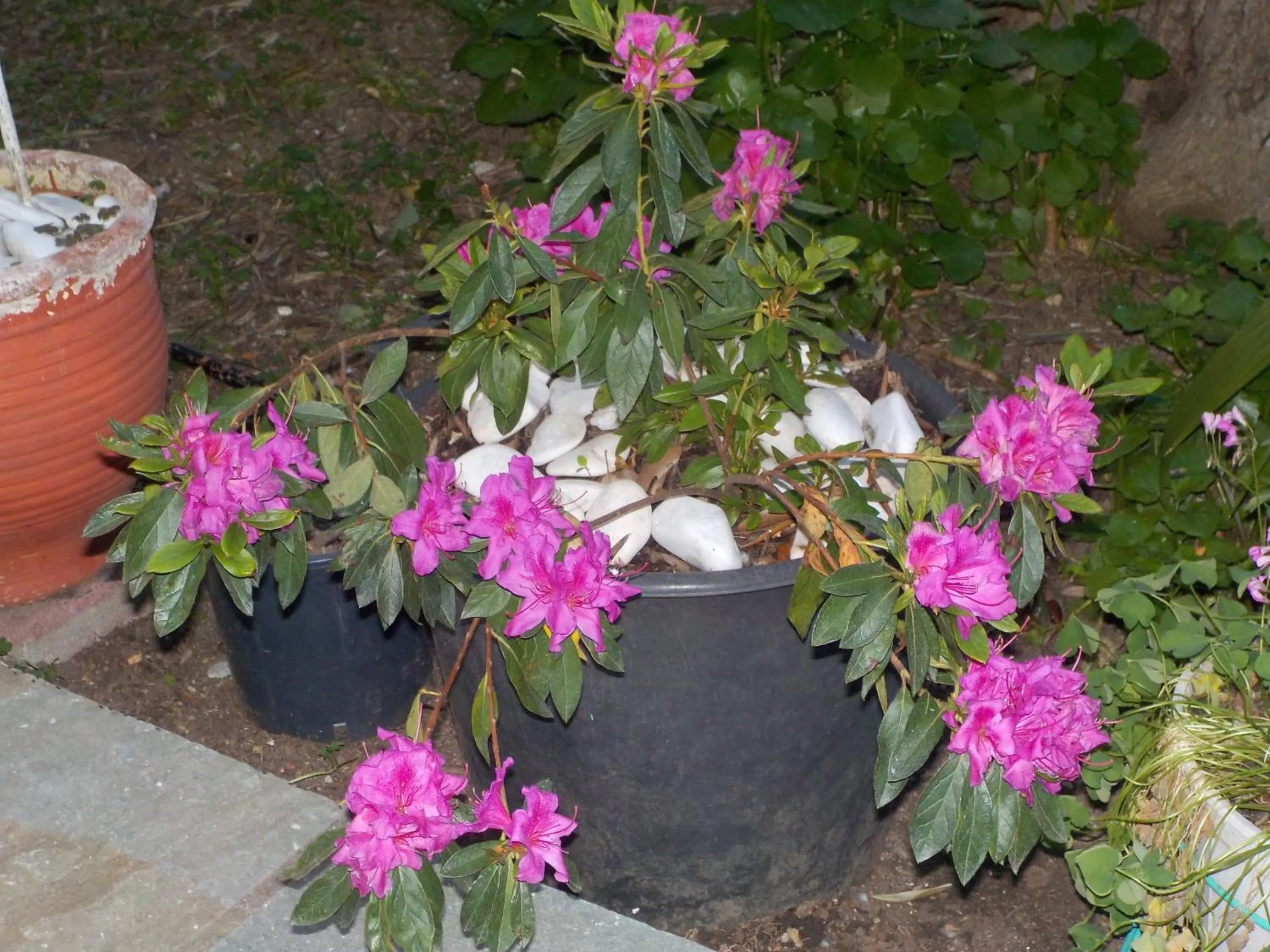 Logo/Certificate/Sign in Azalea