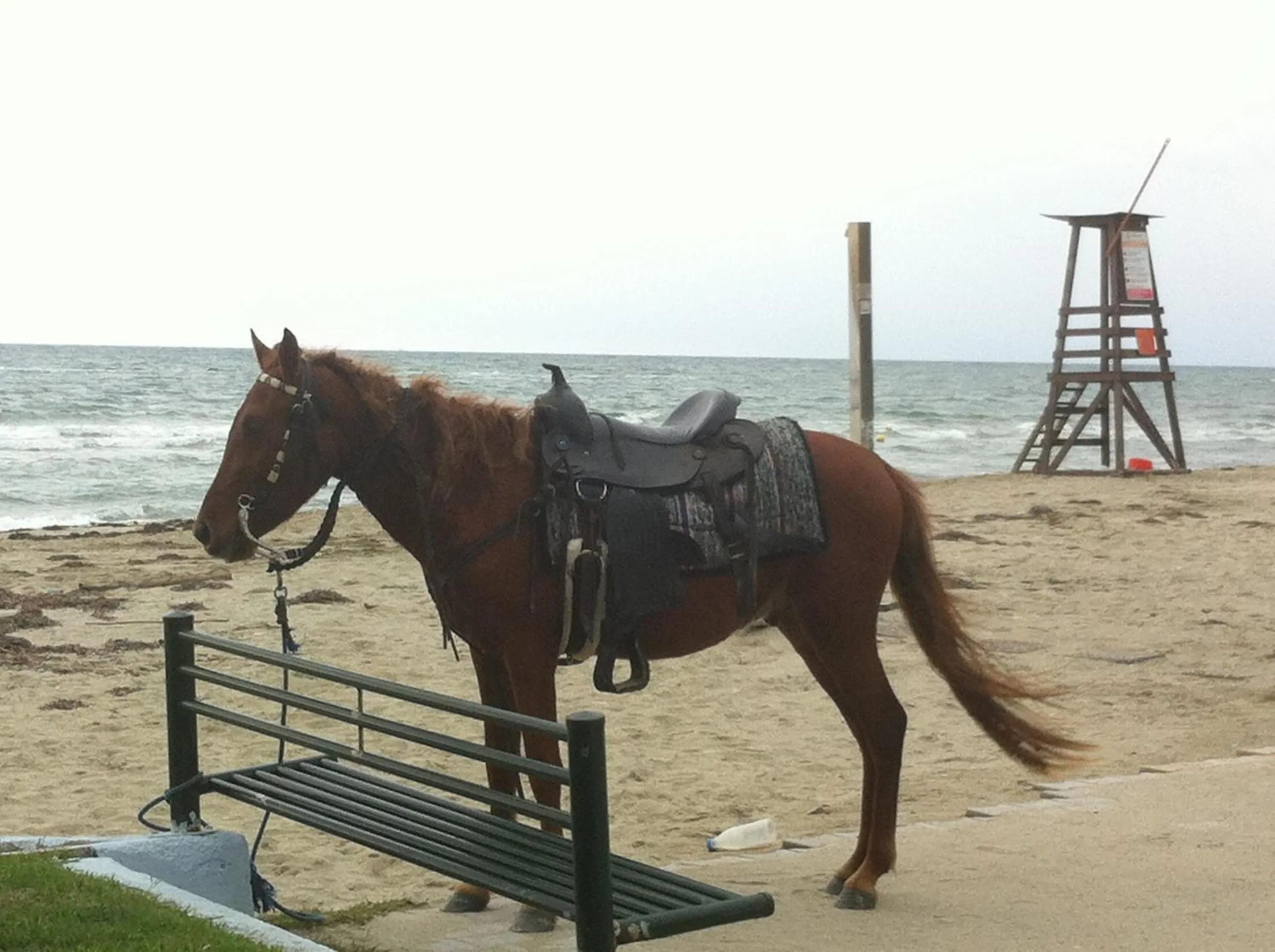 Horse-riding in Hotel Europe Inn