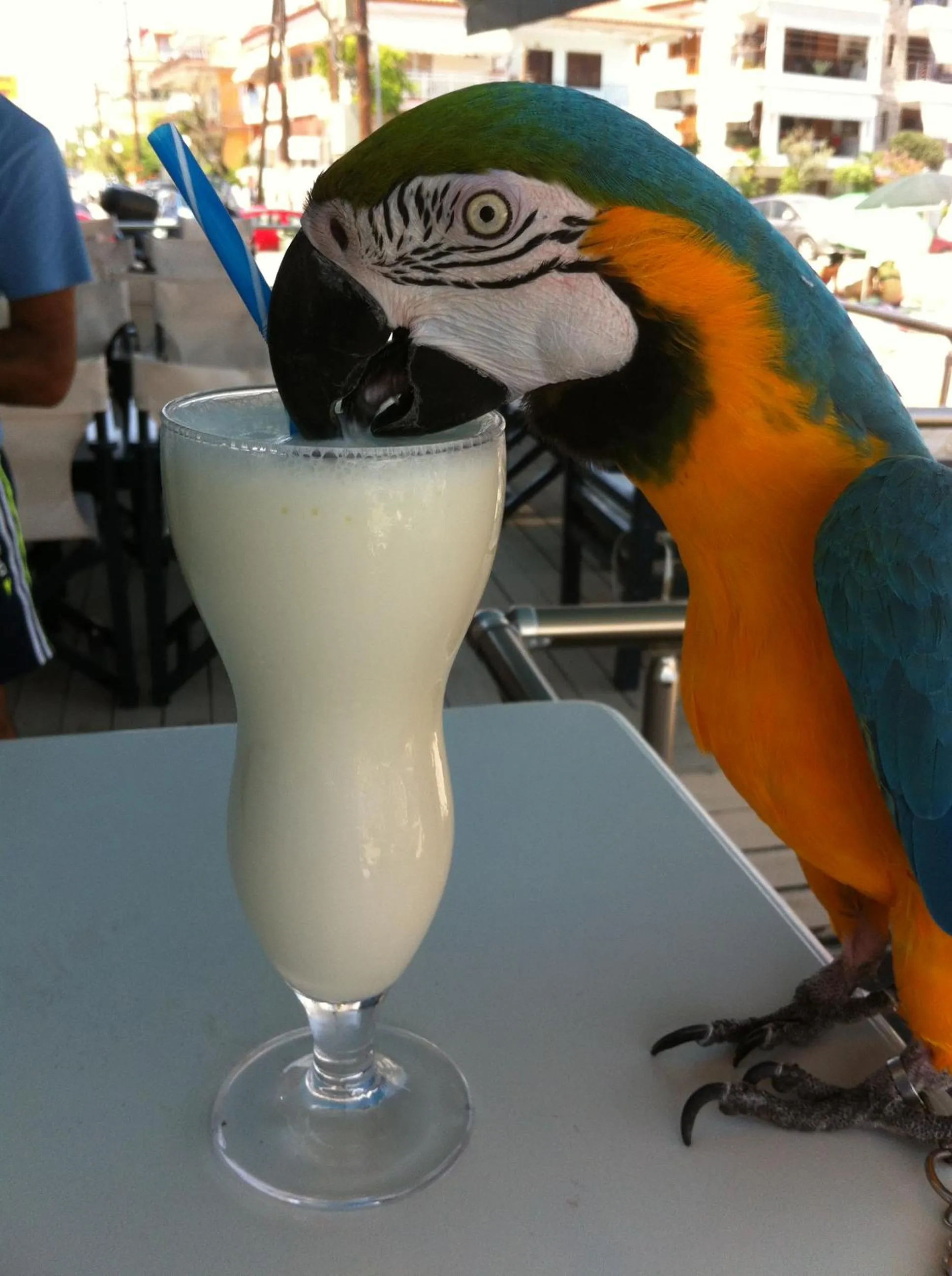 Pets in Hotel Europe Inn