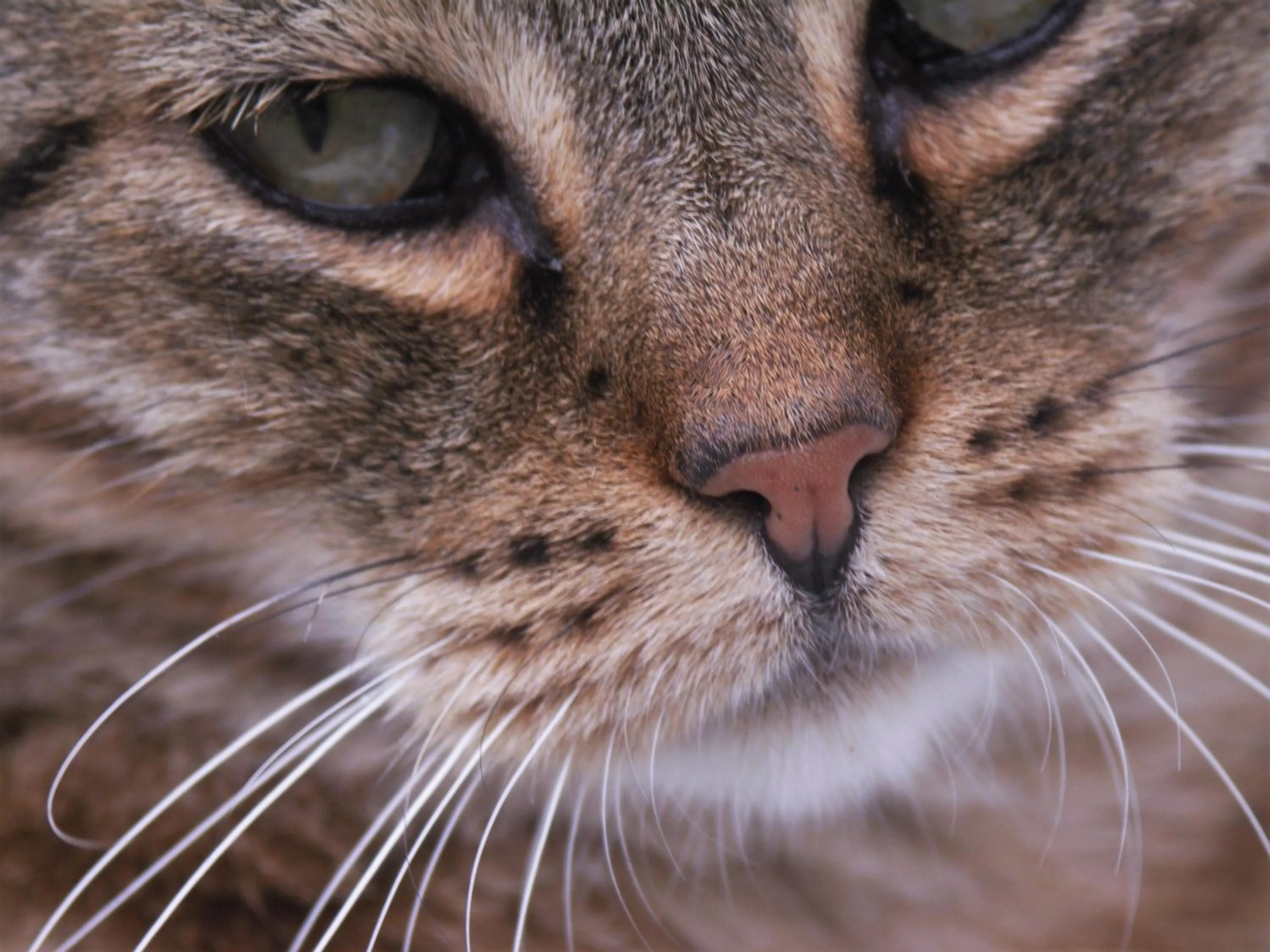 Pets in La Traversina