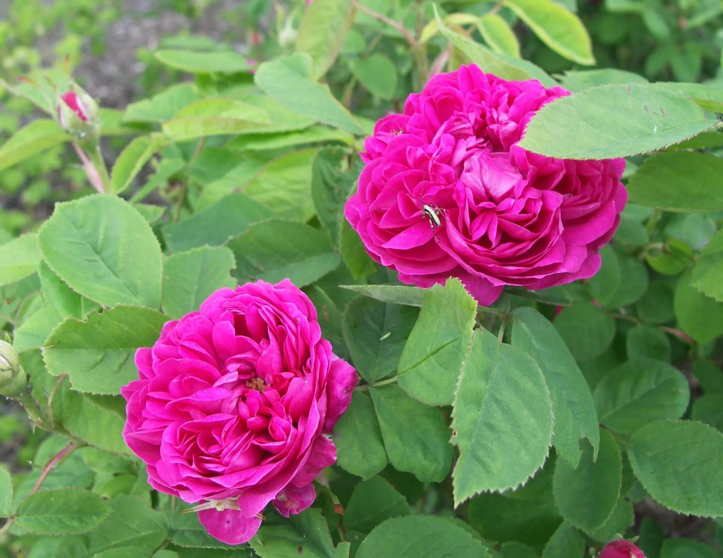 Day in La Traversina