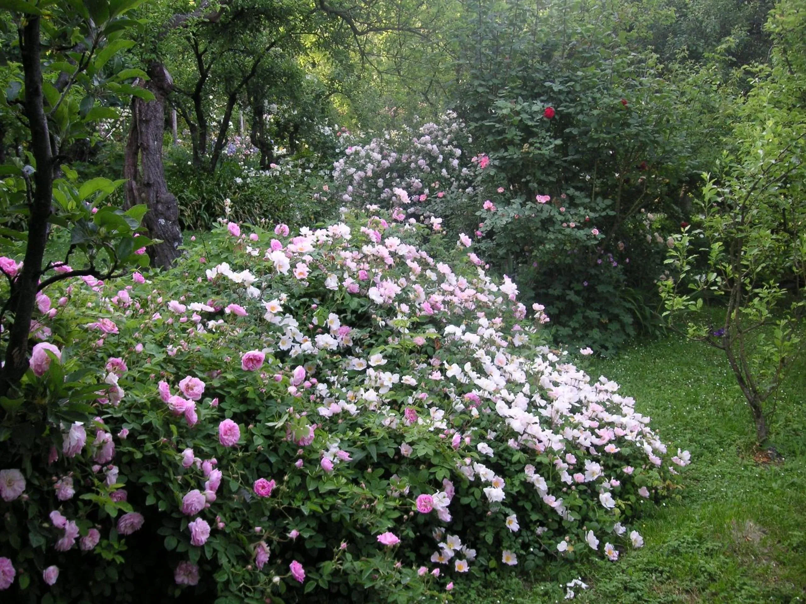 Garden in La Traversina