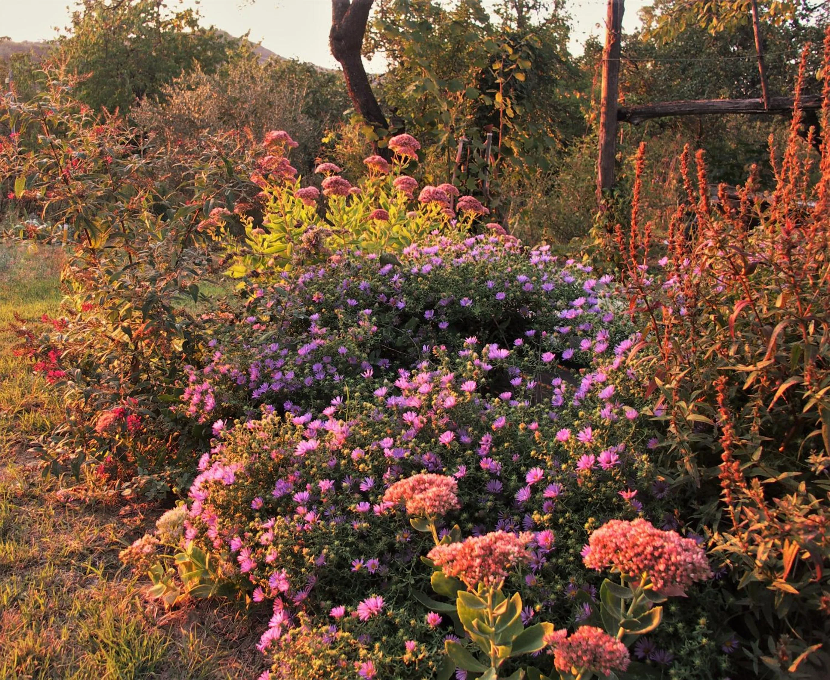 Garden in La Traversina