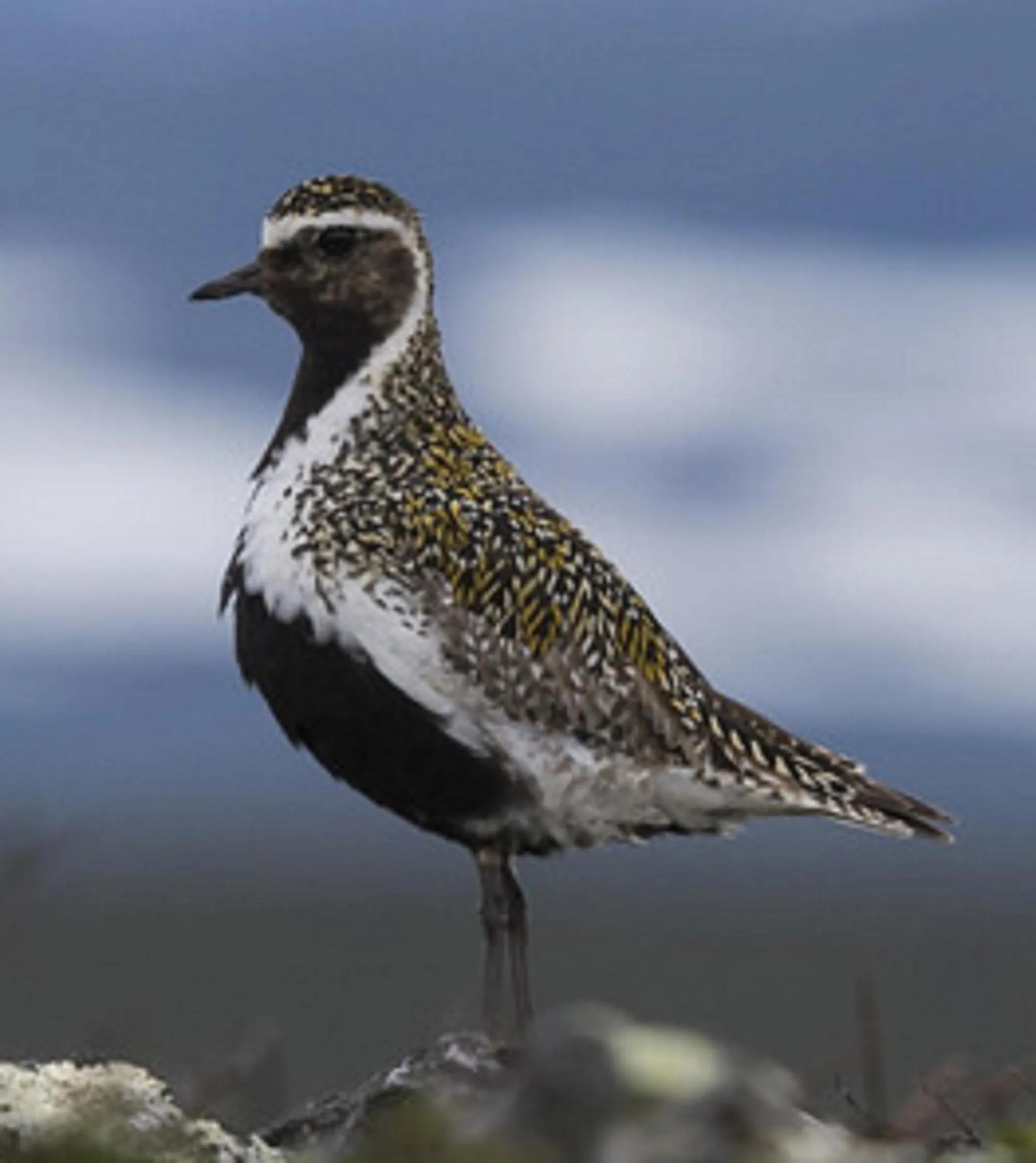 Animals in Loa's Nest