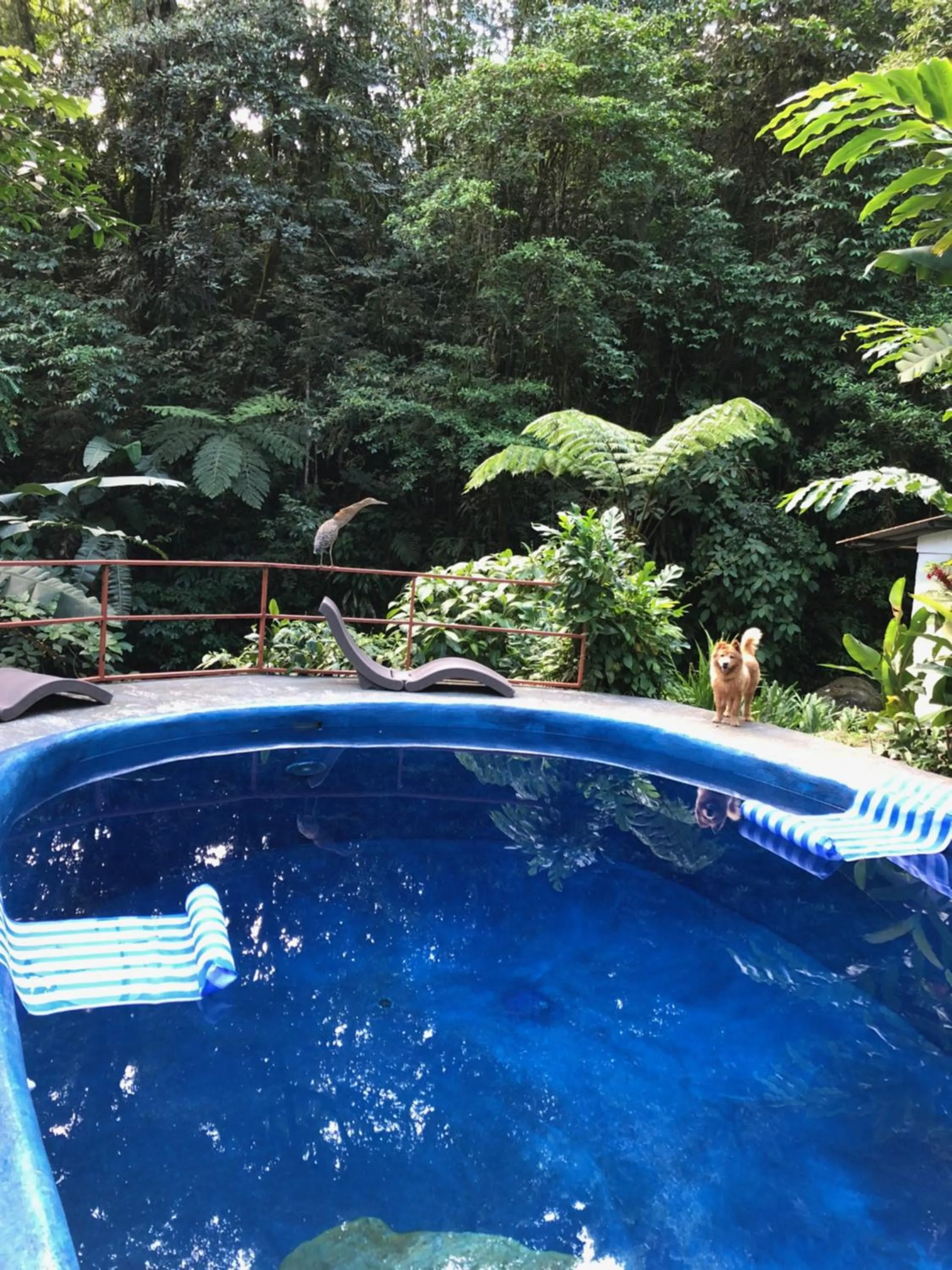 Swimming pool in Agua Inn