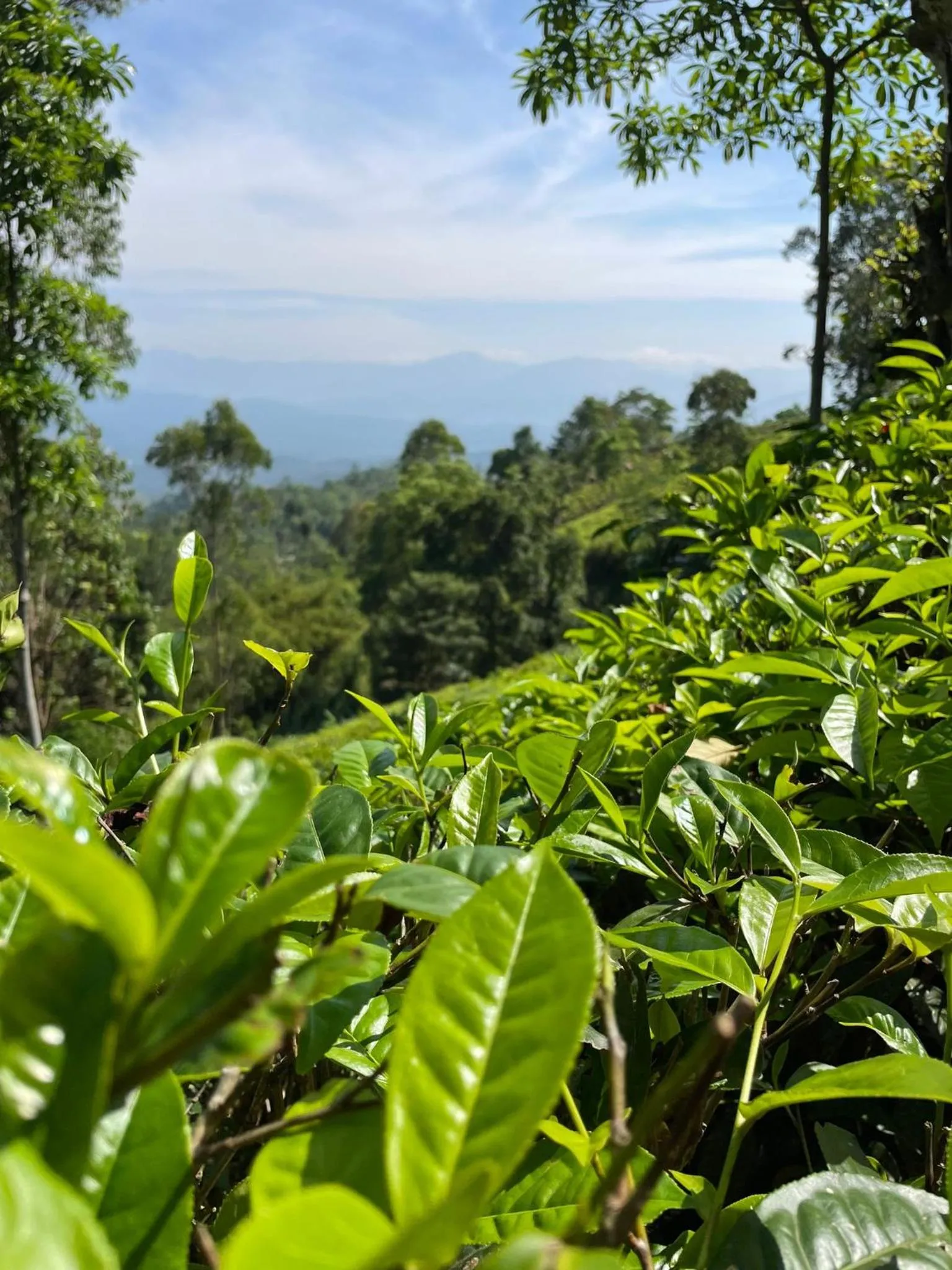 Garden in Bellwood Hills Resort & Spa