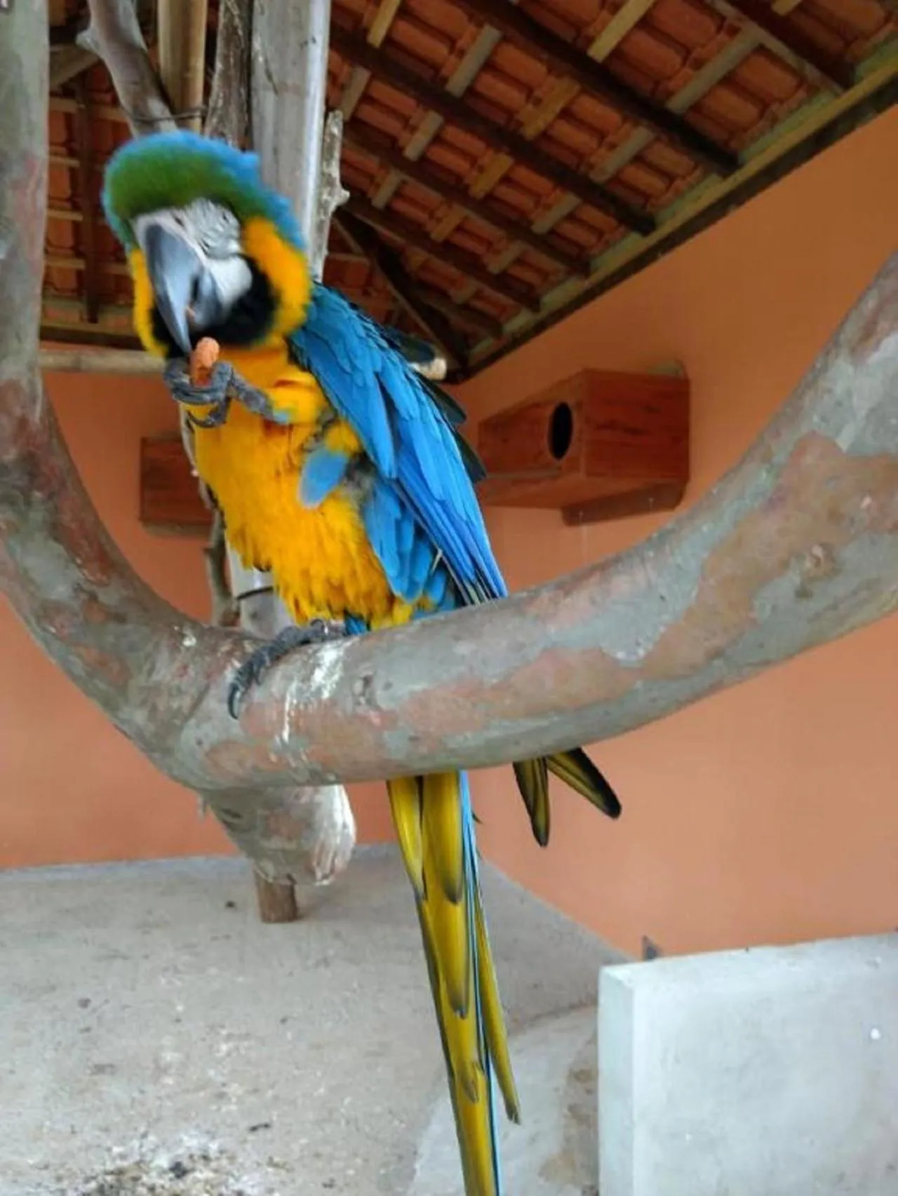 Animals in Hotel Fazenda Ararita