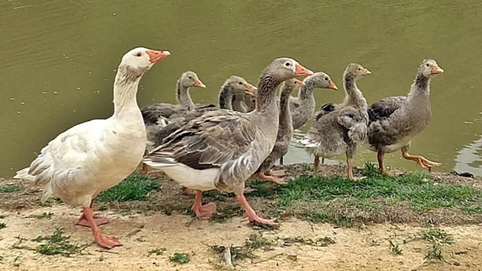 Animals in Hotel Fazenda Ararita