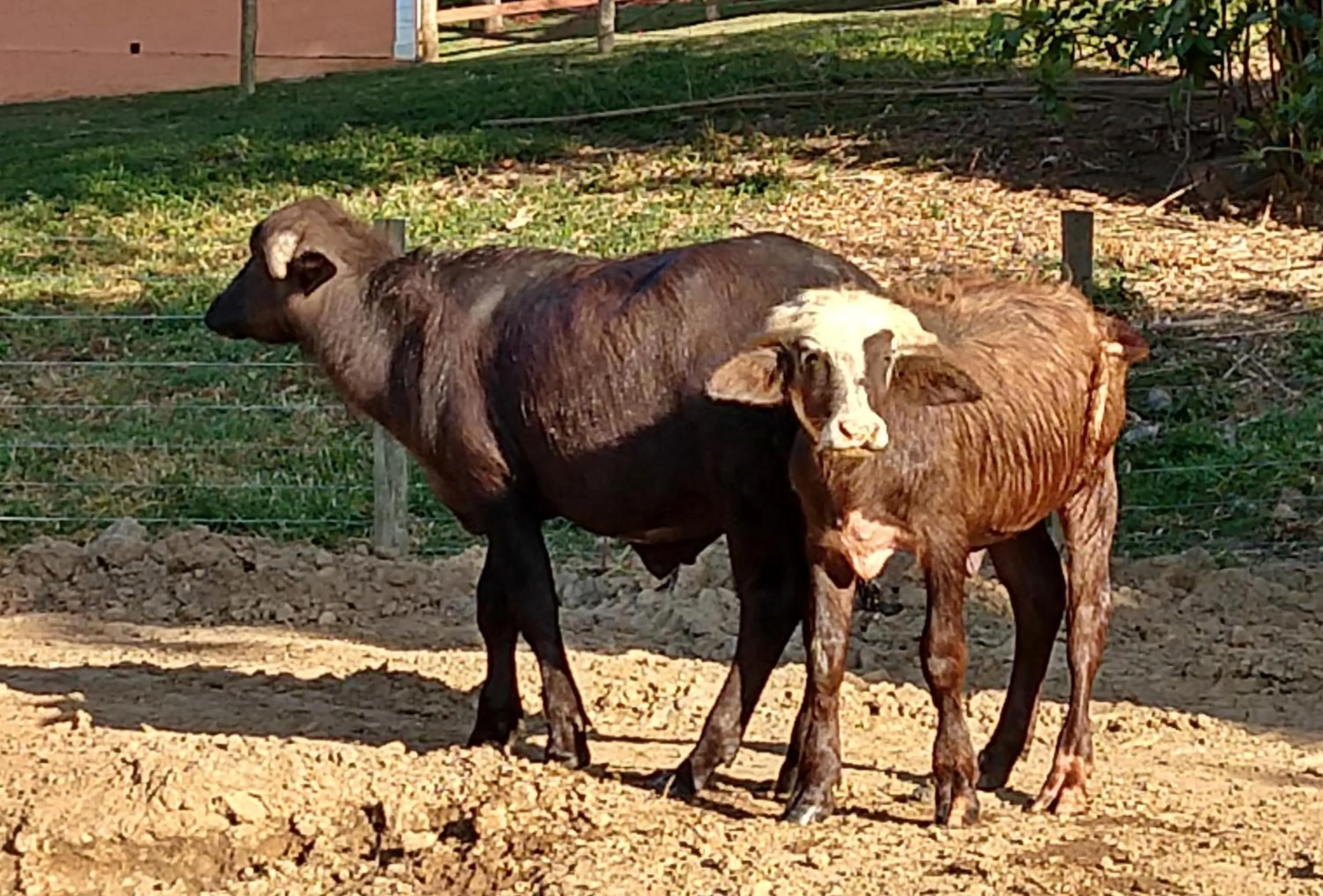 Animals in Hotel Fazenda Ararita