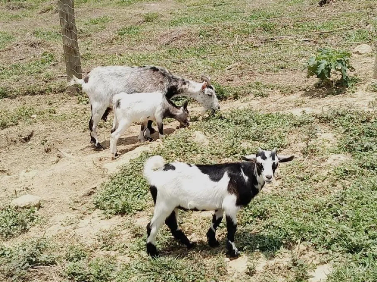 Animals in Hotel Fazenda Ararita