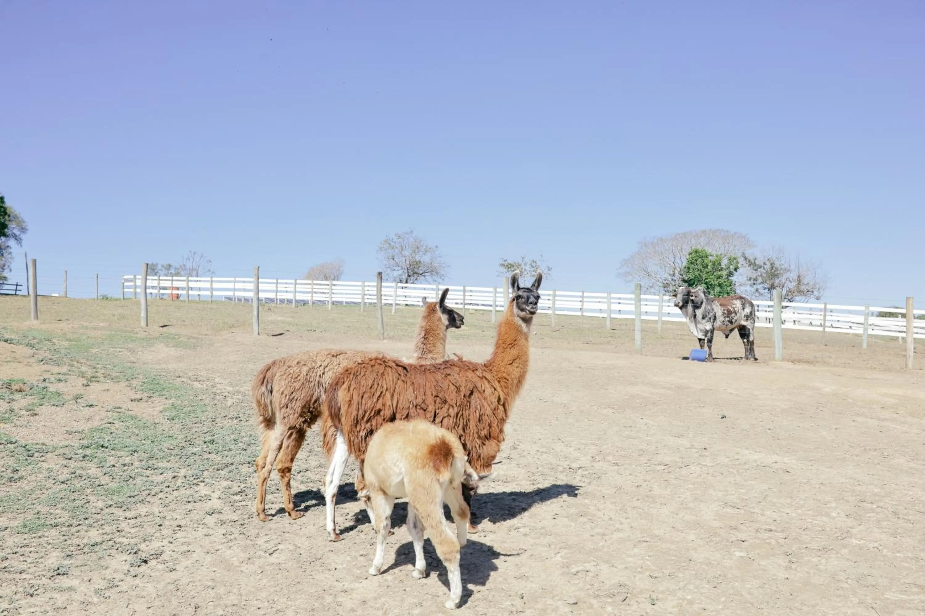 Animals in Hotel Fazenda Ararita