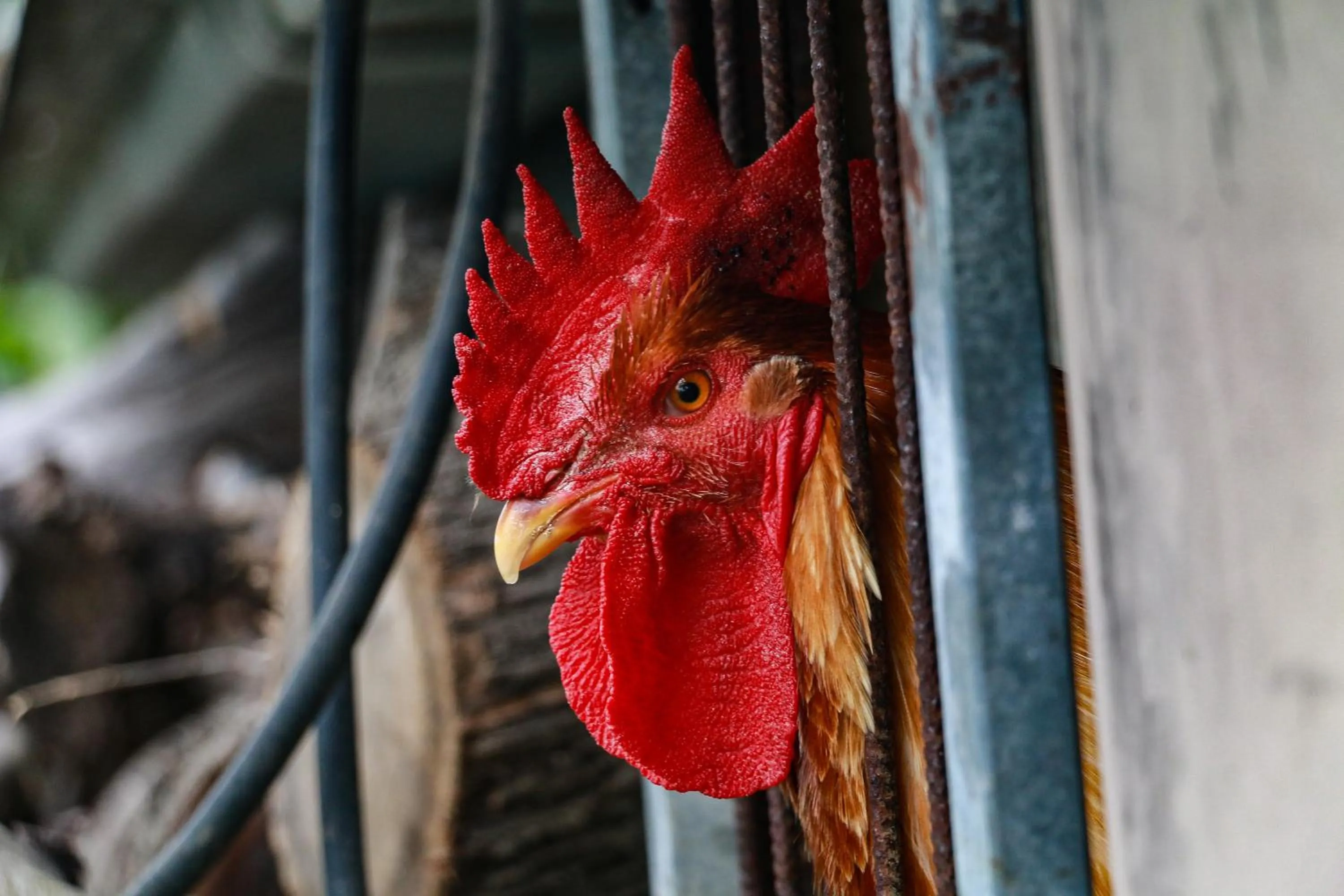 Animals in La Palombara B&B