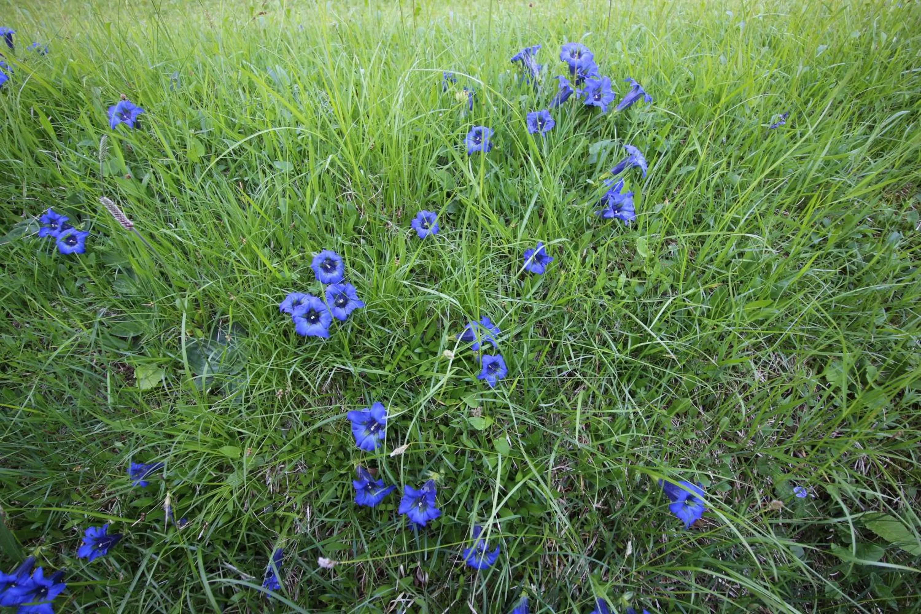 Natural landscape in Hotel Berghof