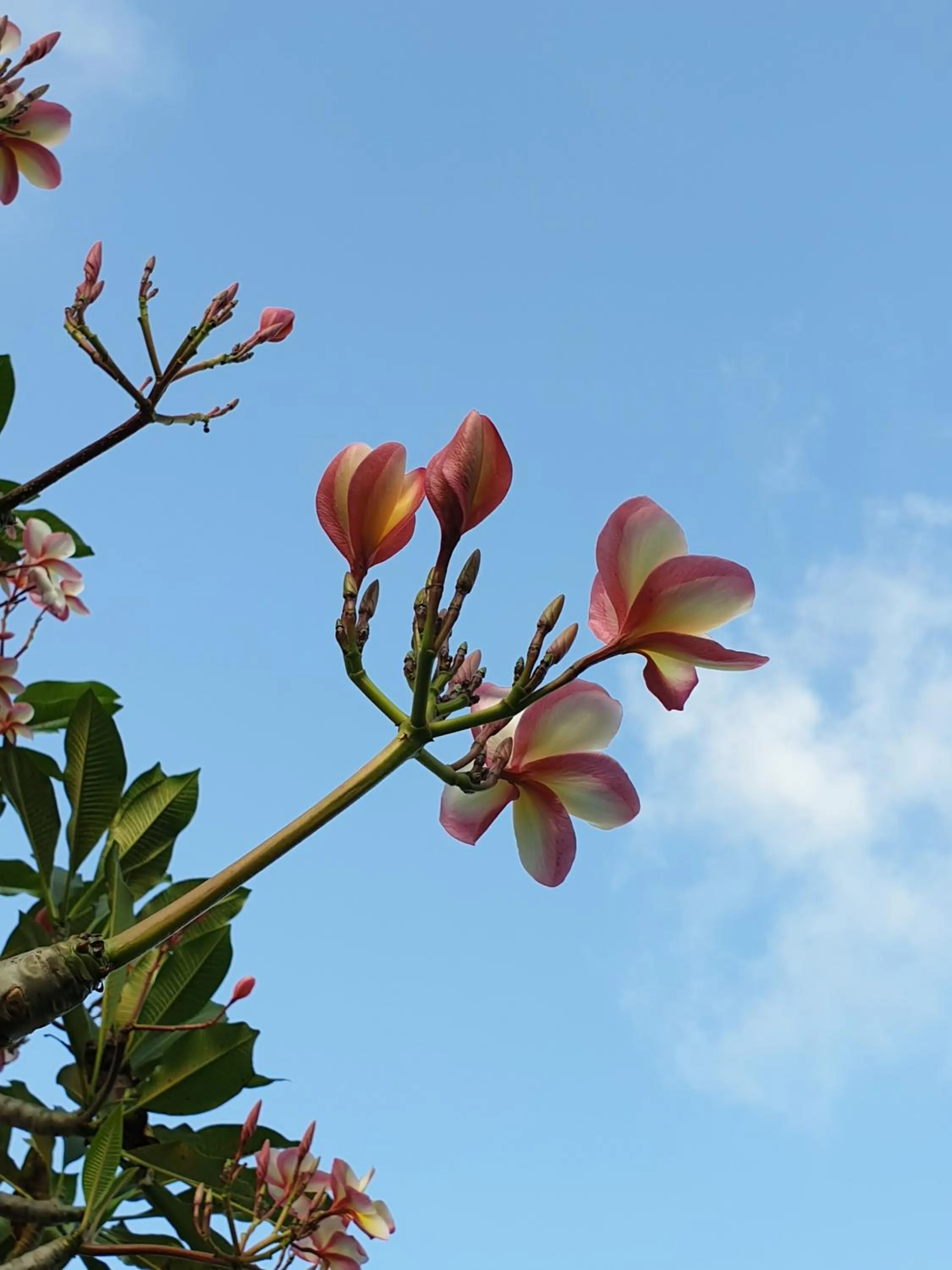 Mira Mare Resort Koh Samui