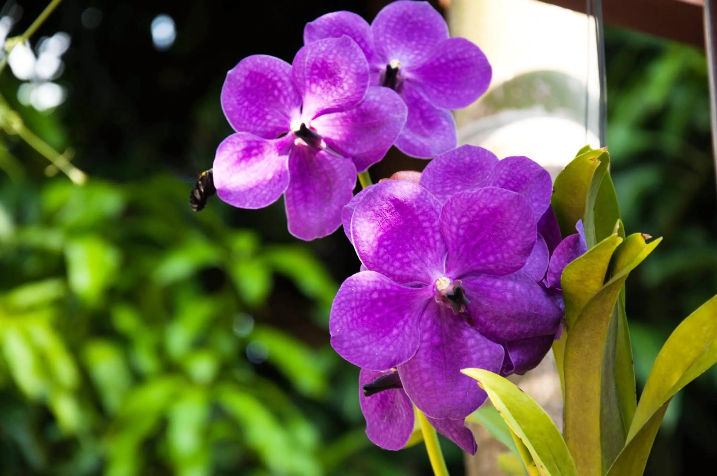 Mira Mare Resort Koh Samui