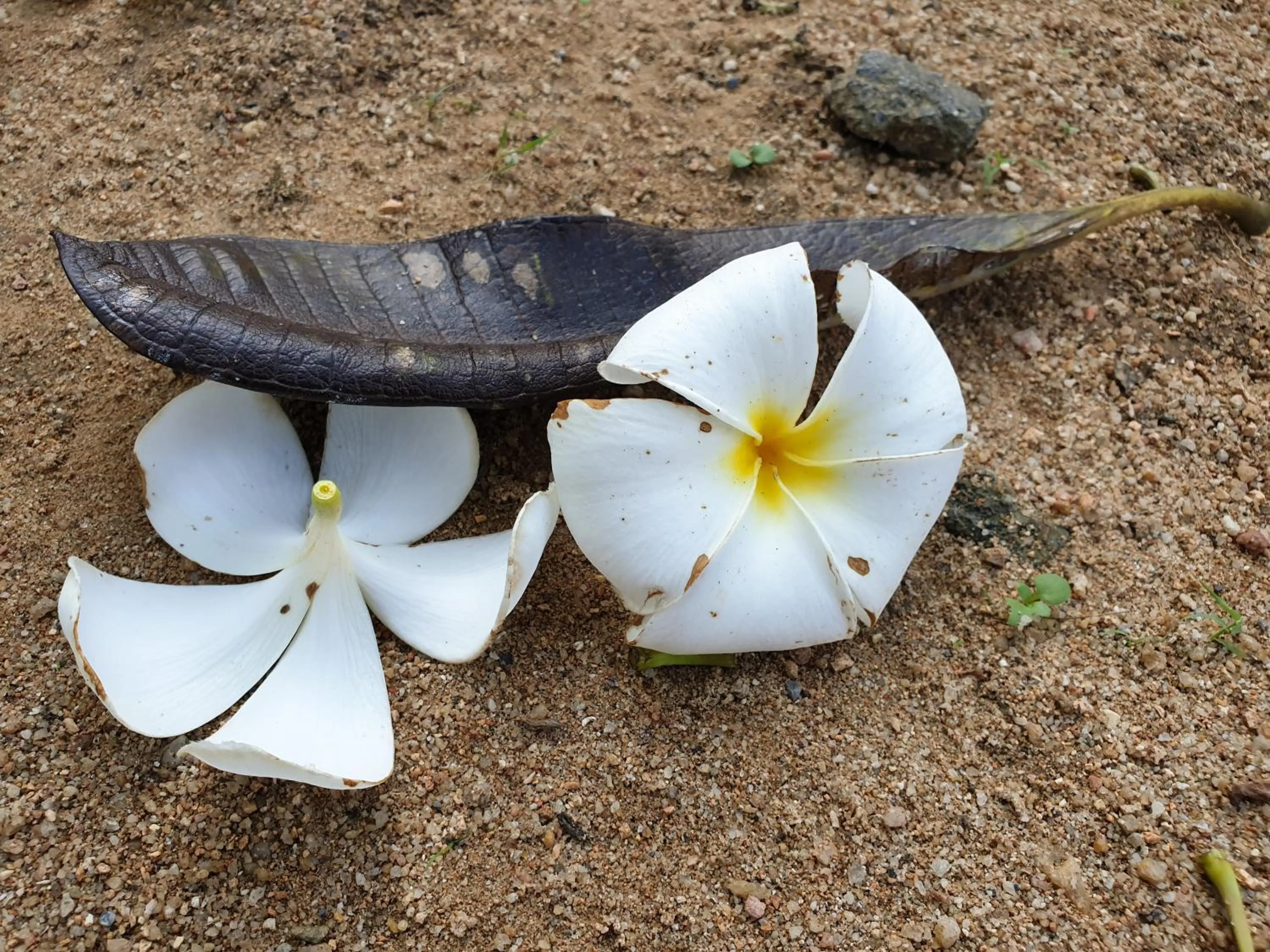 Mira Mare Resort Koh Samui