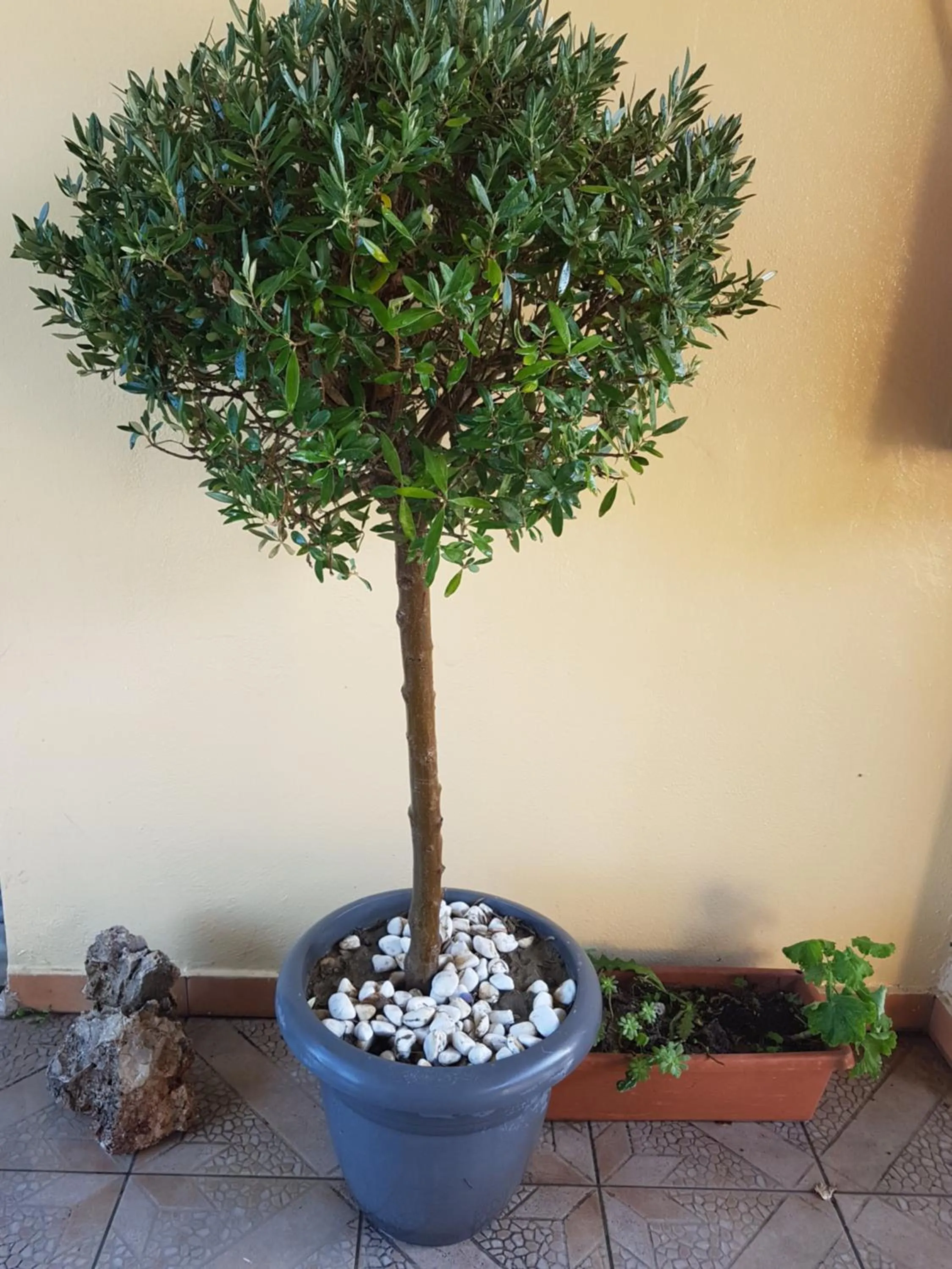 Patio in Fantasy Hotel