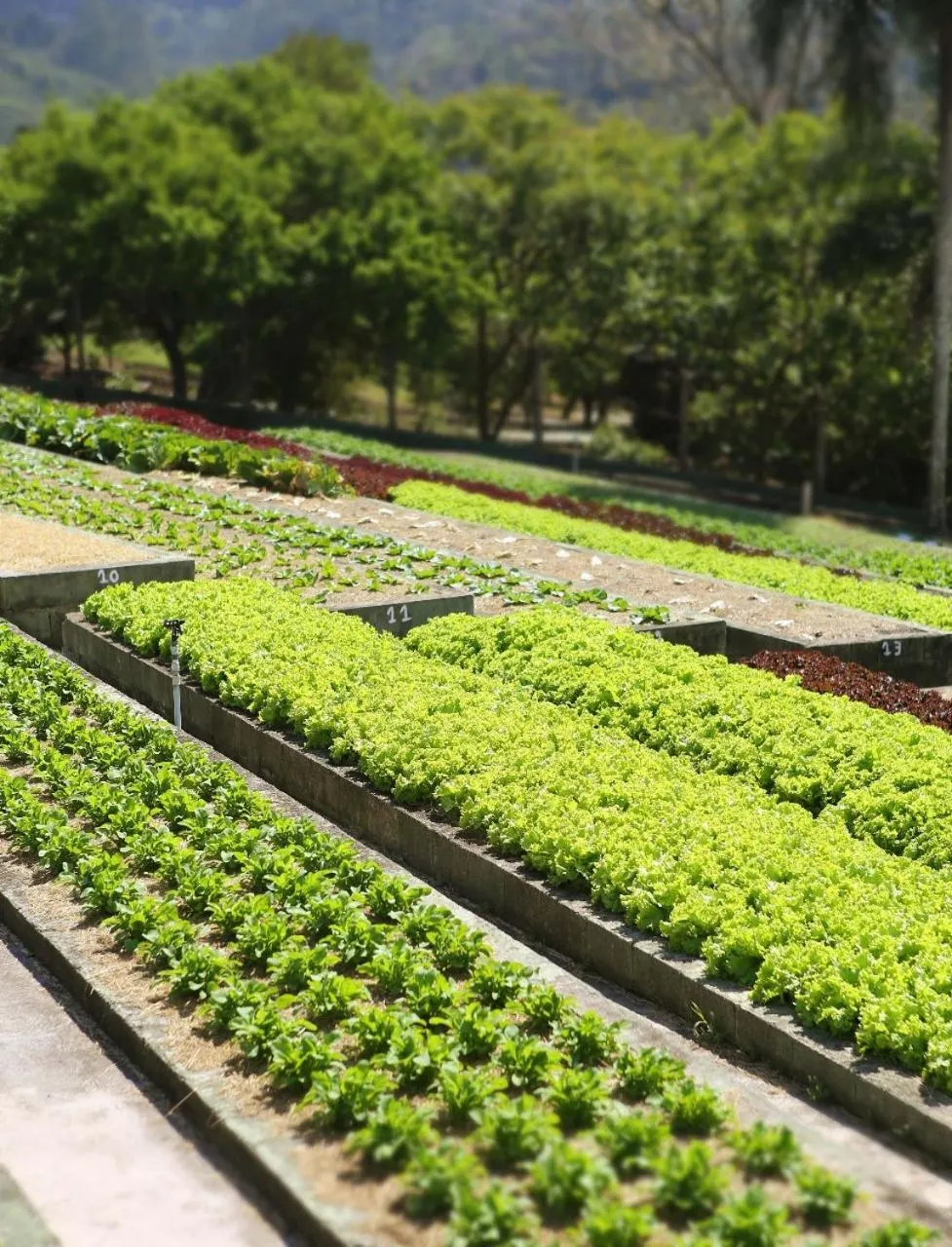 Day in Unique Garden