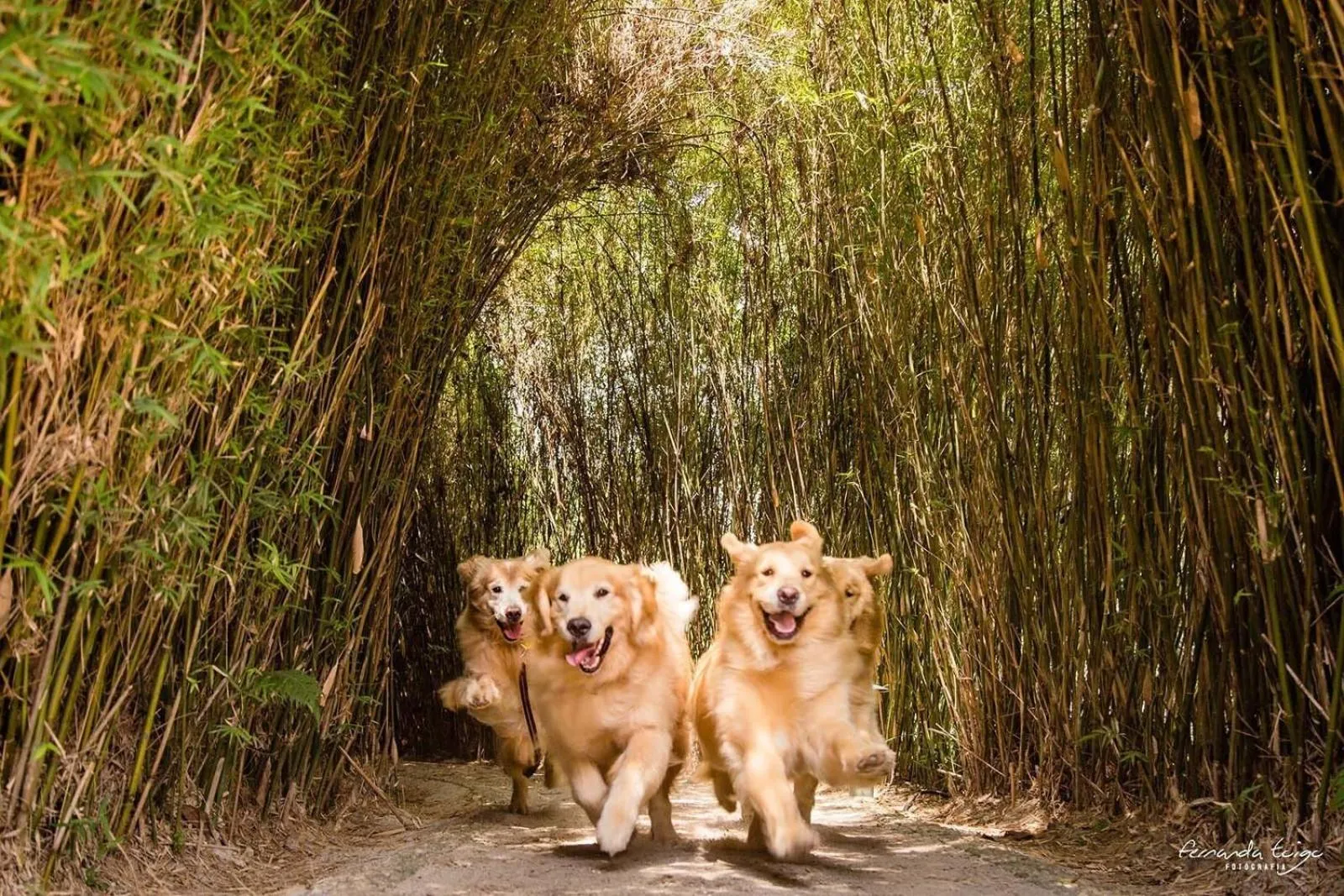 Natural landscape in Unique Garden