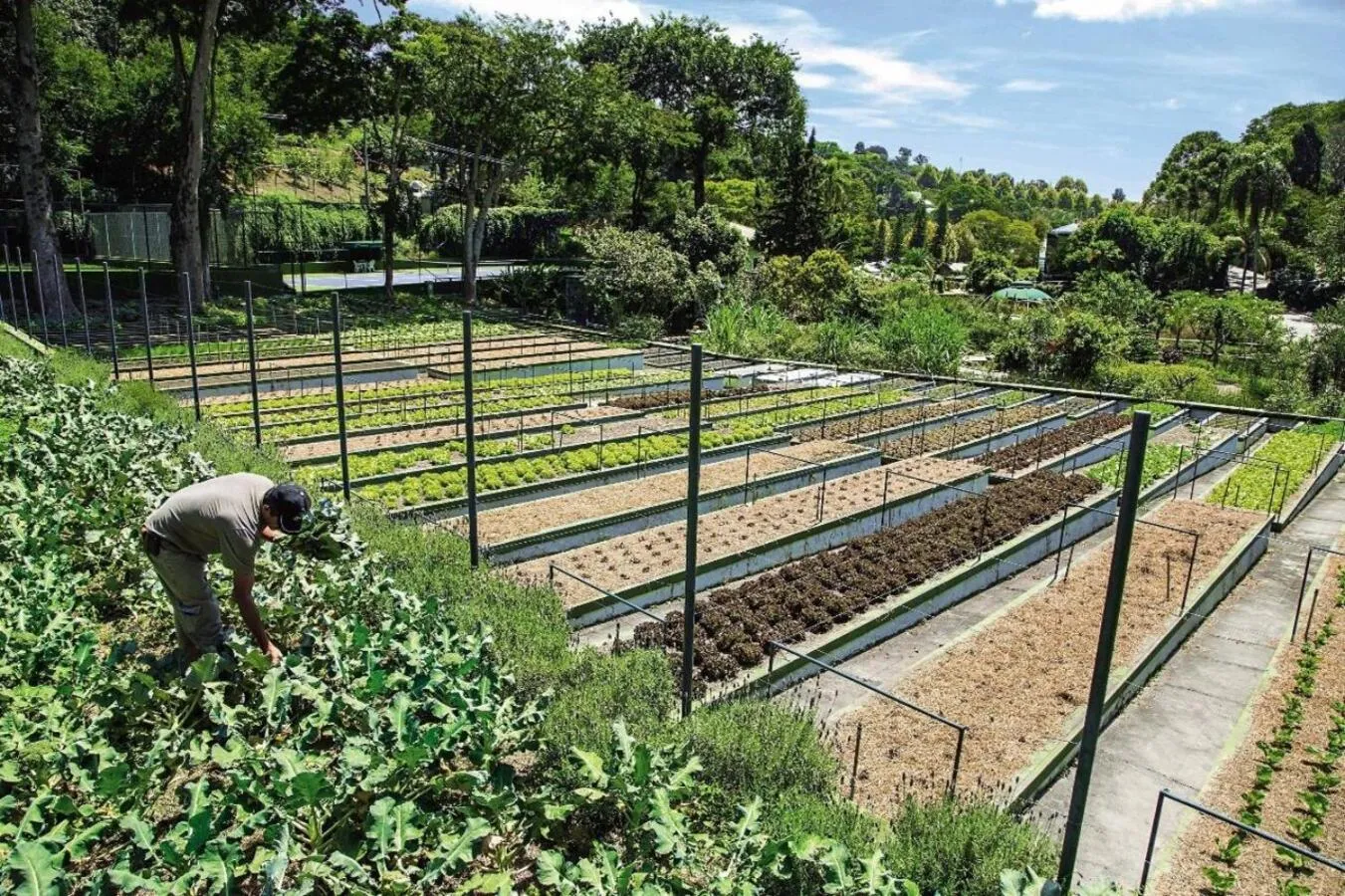 Day in Unique Garden