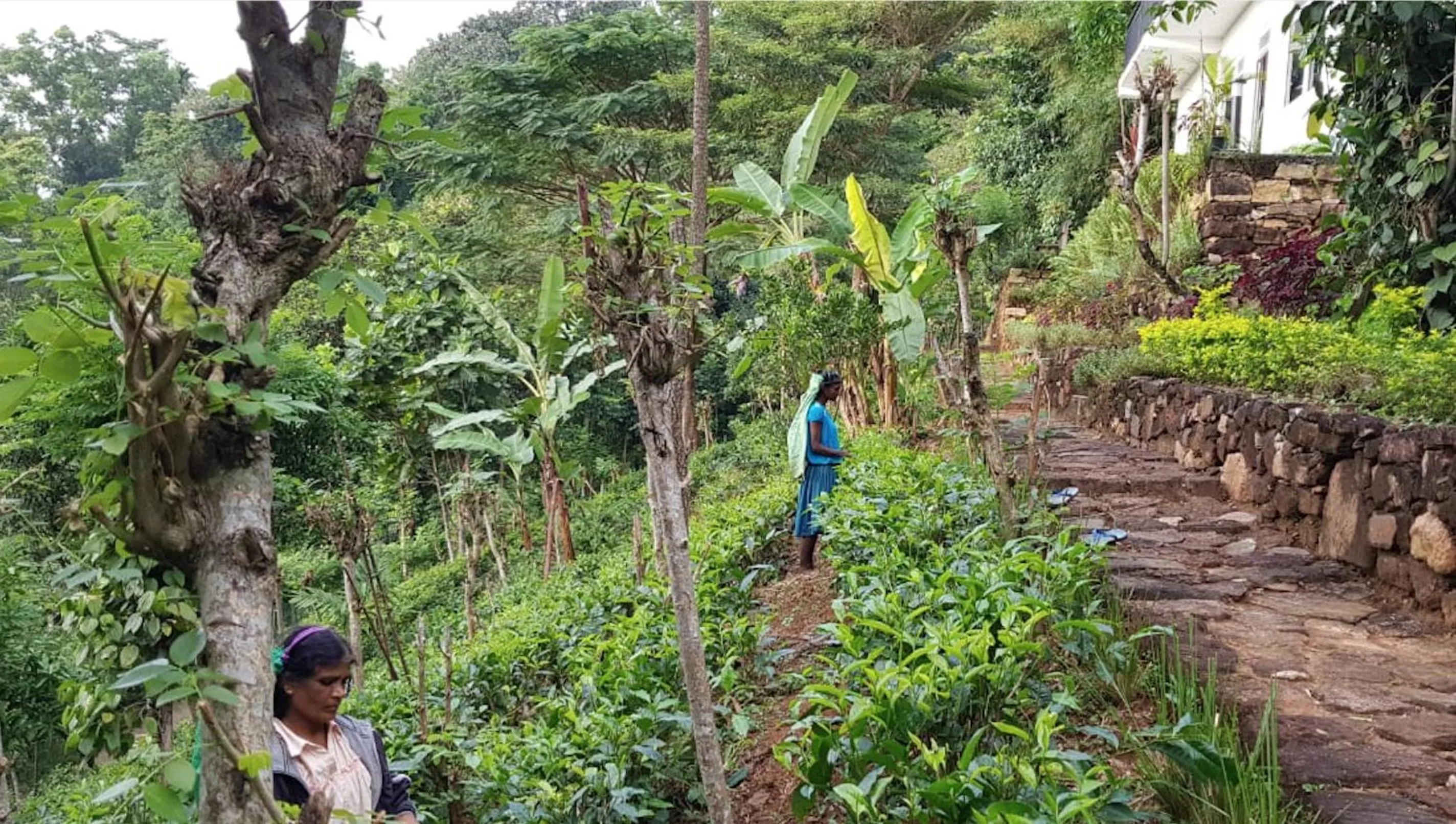 Garden view in Lotus Villa Kandy