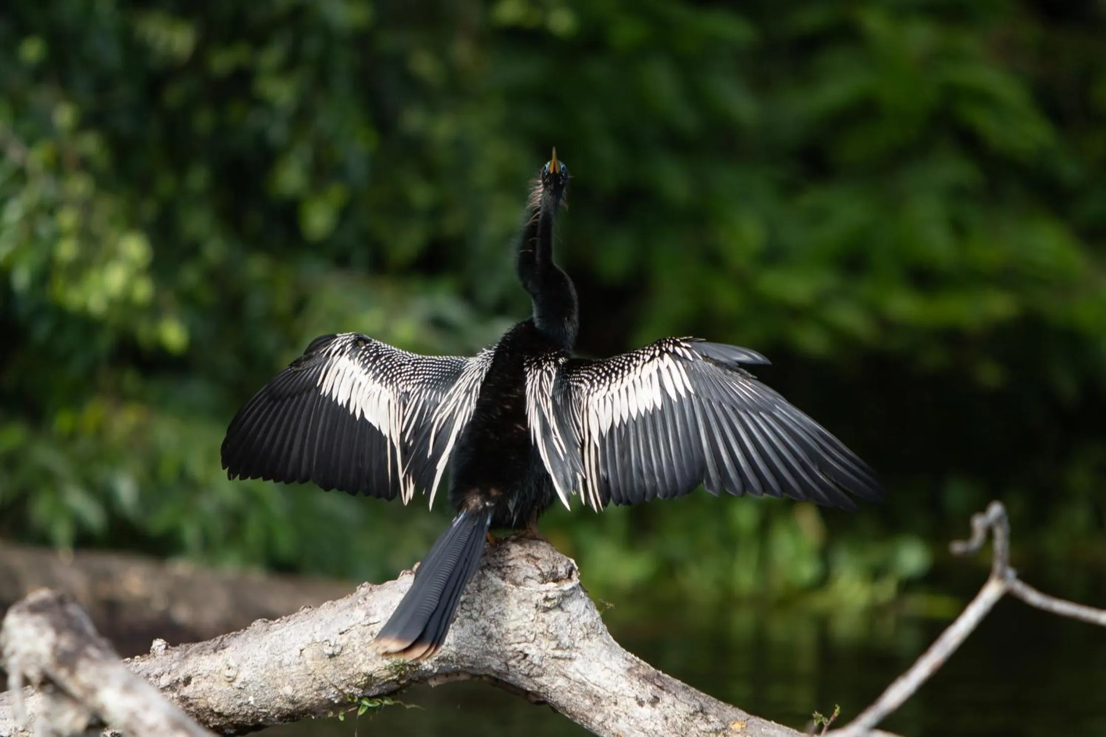 Lake view in Pachira Lodge