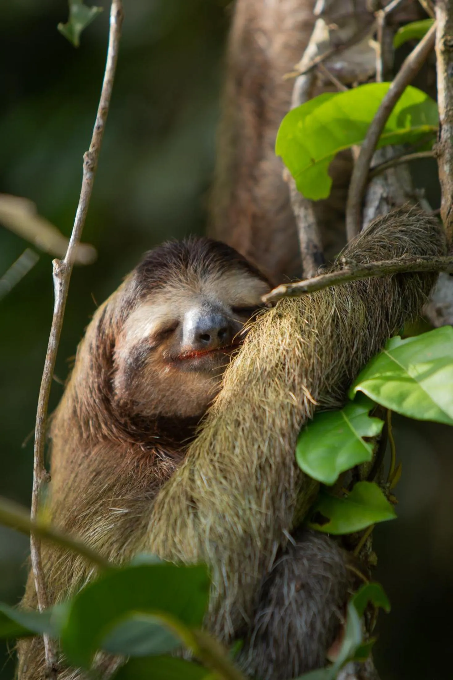 Garden view in Pachira Lodge