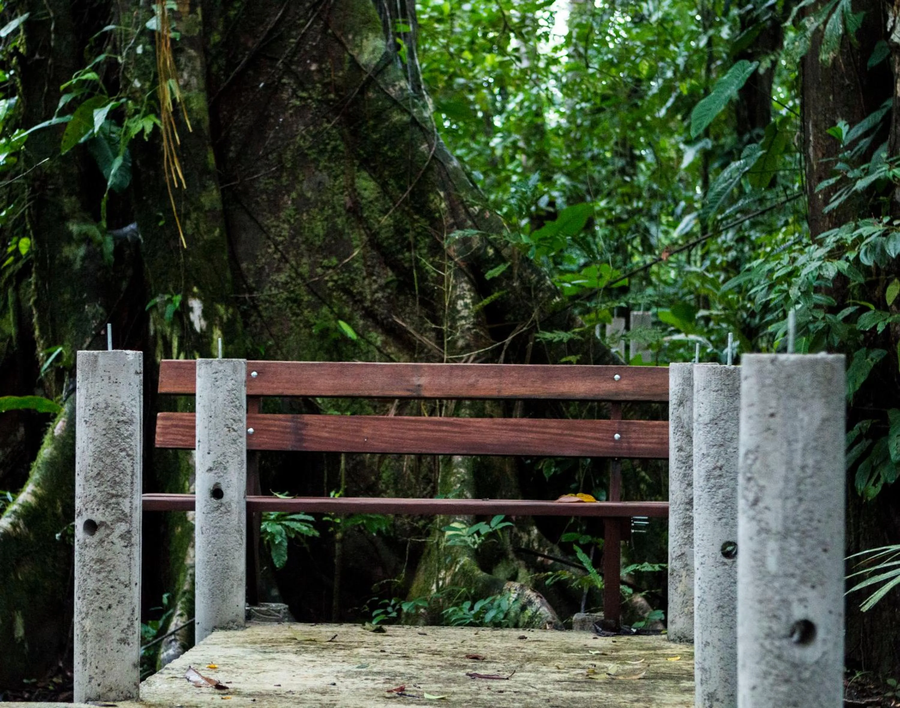 Balcony/Terrace in Pachira Lodge