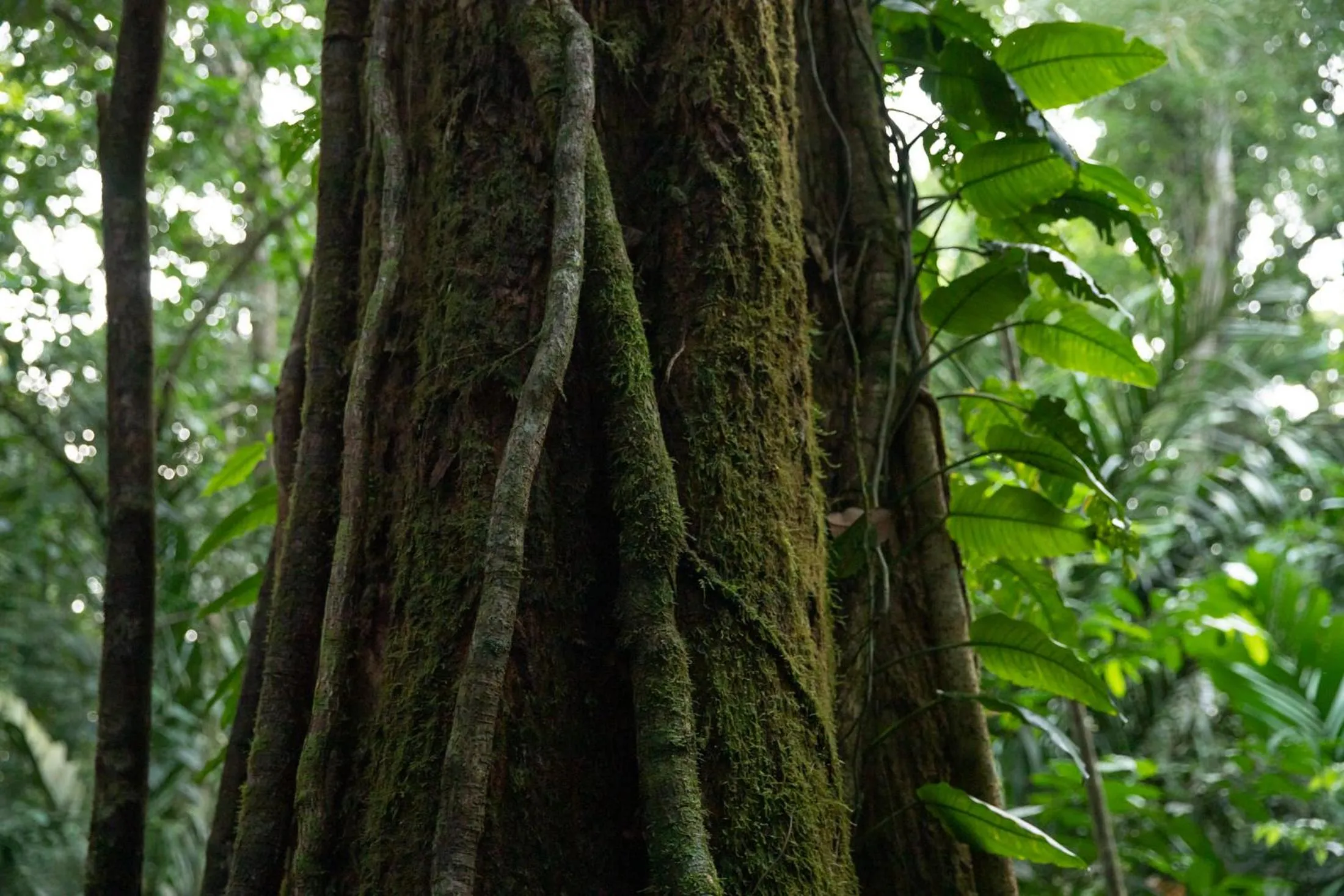 Garden view in Pachira Lodge