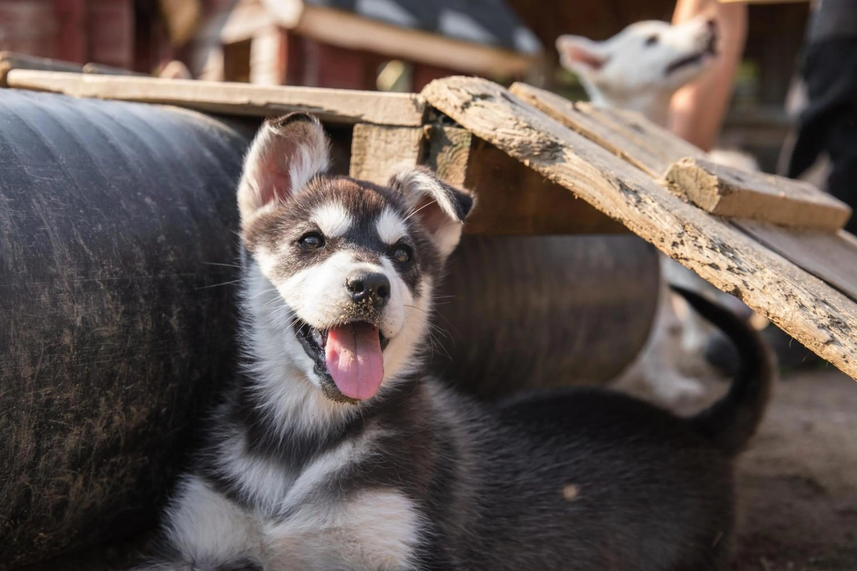 Activities in Harriniva Adventure Resort Cabins